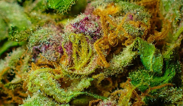 A close up photograph of cannabis flower. There is a mixture of light and dark greens with brown and purple weaved in.