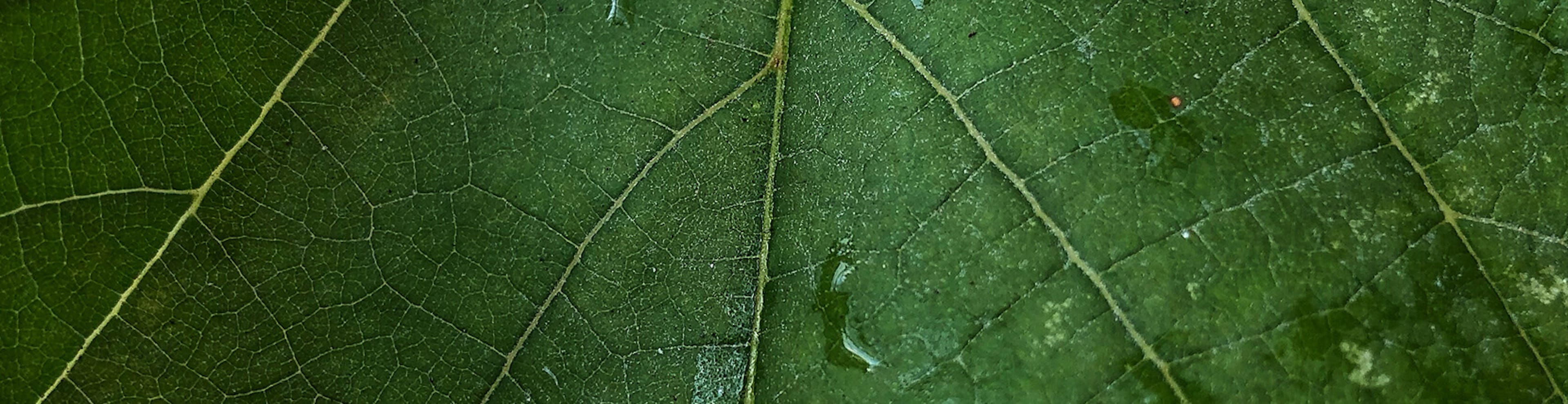 A close up photograph of a vibrant green leaf with water drops on it's surface.