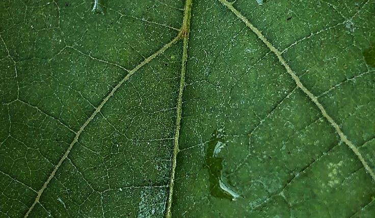 A close up photograph of a vibrant green leaf with water drops on it's surface.