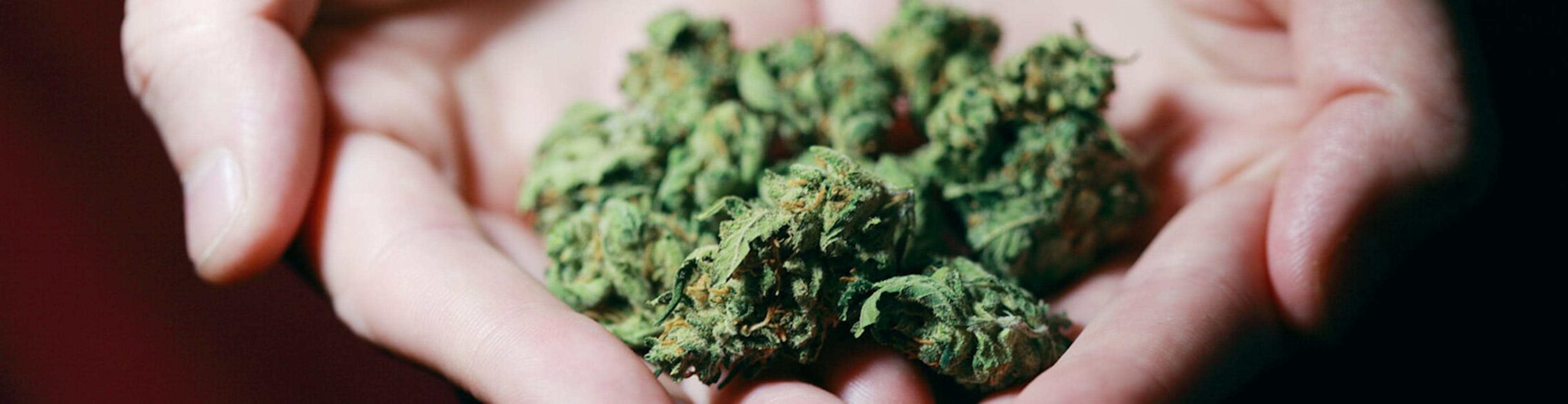 A photograph of hands outreached holding cannabis flower against a dark background.
