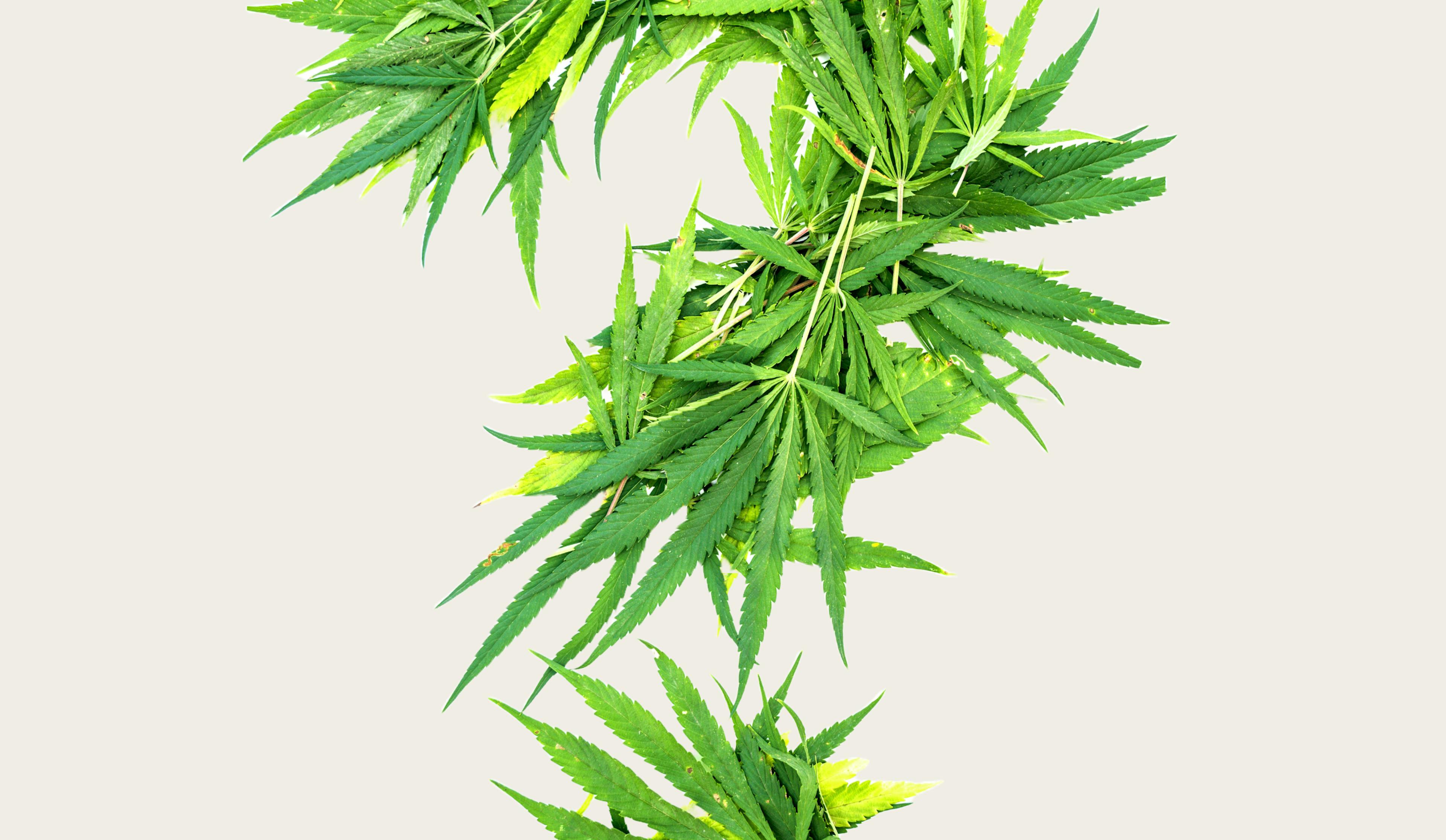 Cannabis vegetation in shape of a question mark