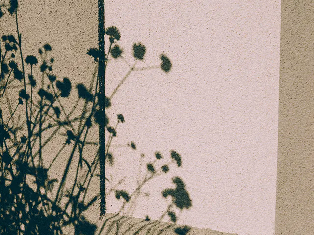 Cannabis Flower in Red Bank, NJ | Canopy Crossroad