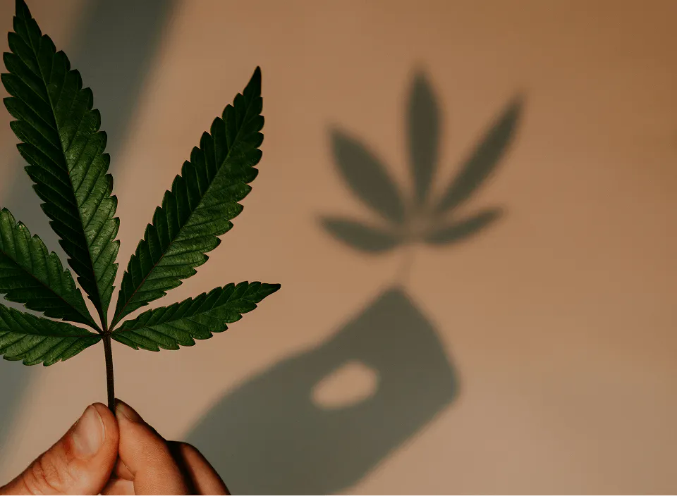 Cannabis Flower in Red Bank, NJ | Canopy Crossroad