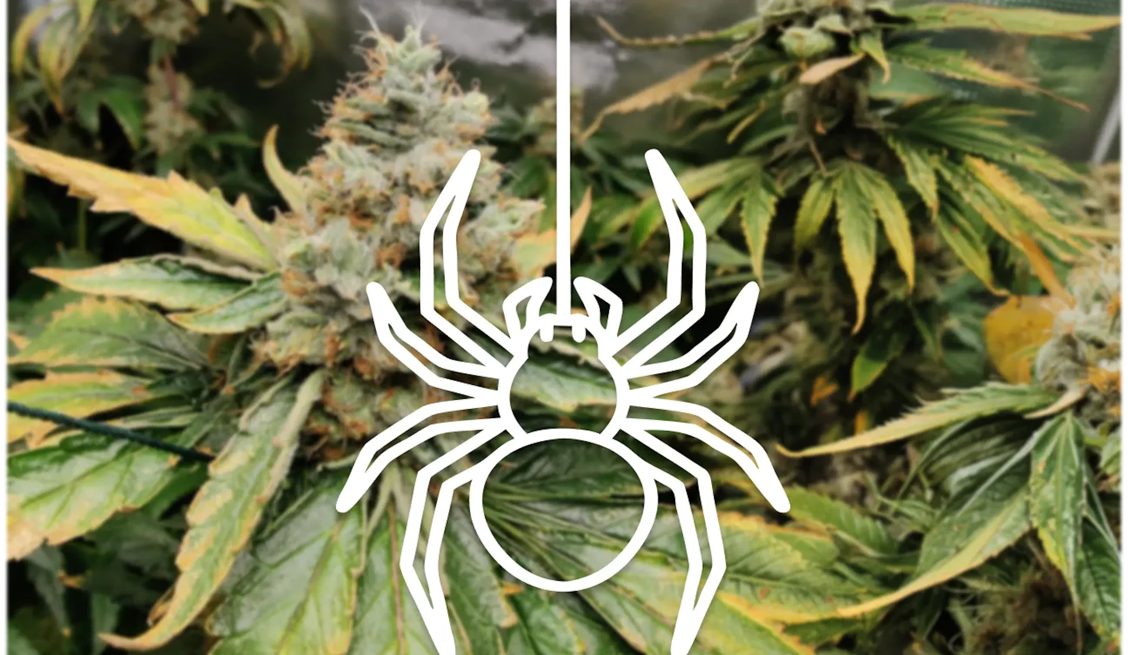 CBD vs. CBG: Which is Right for You? | Canopy Crossroad Red Bank