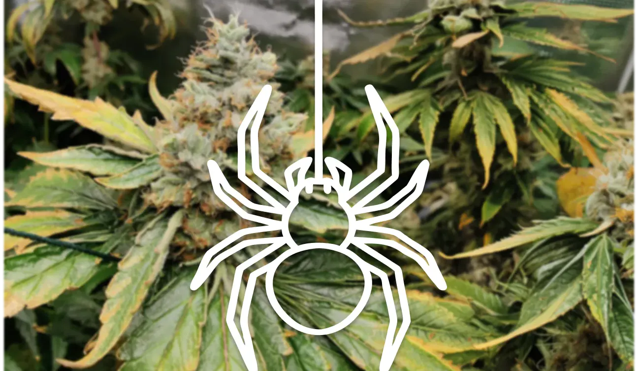 CBD vs. CBG: Which is Right for You? | Canopy Crossroad Red Bank CBD vs. CBG: Which is Right for You? | Canopy Crossroad Red Bank