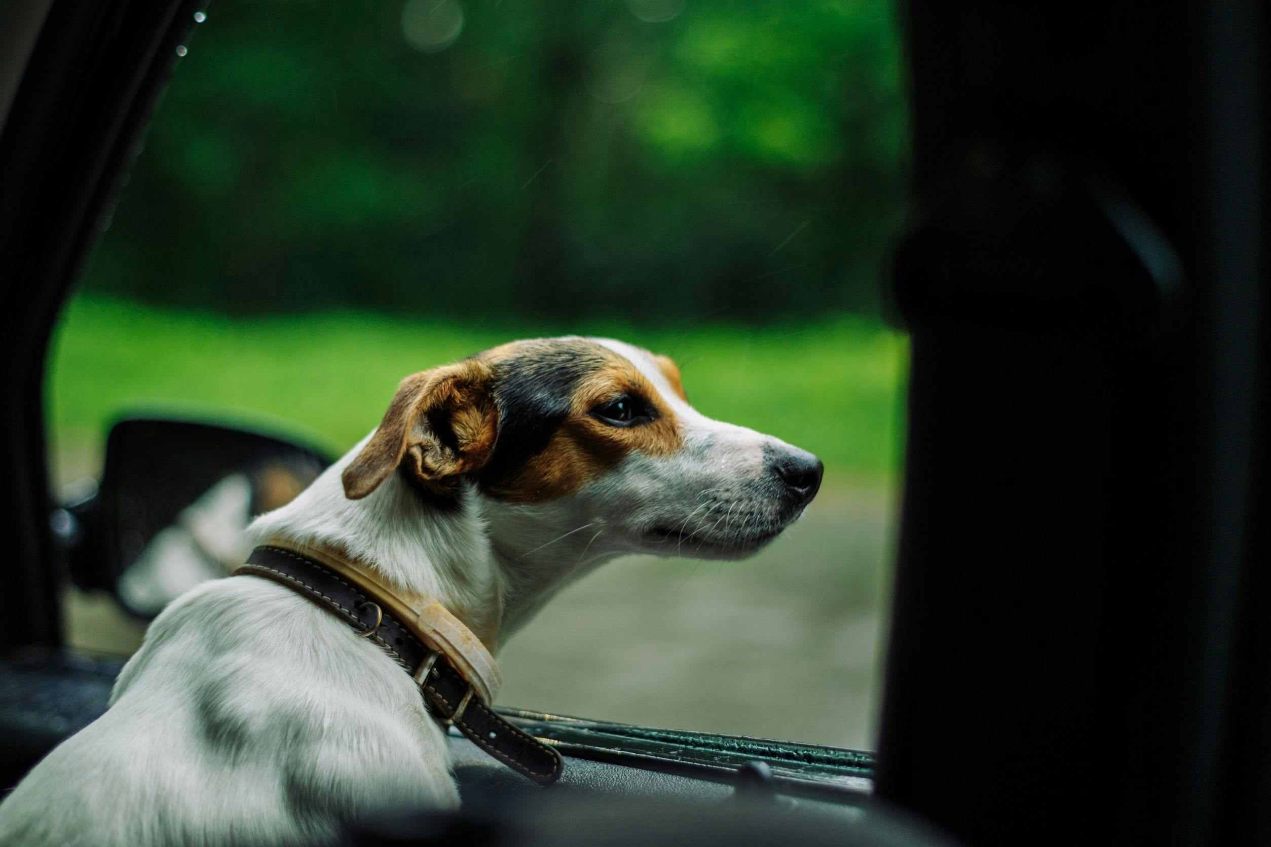 dog looking out a car window