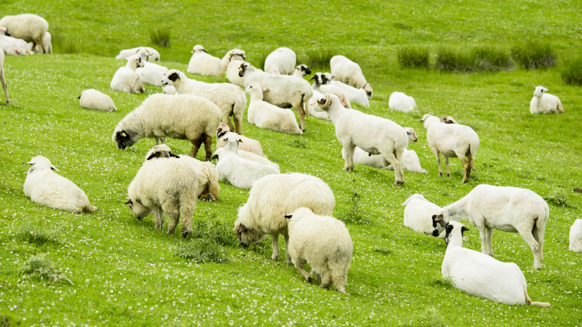 Keto and Climate Change: Is a Low Carb Diet Bad for the Environment? 