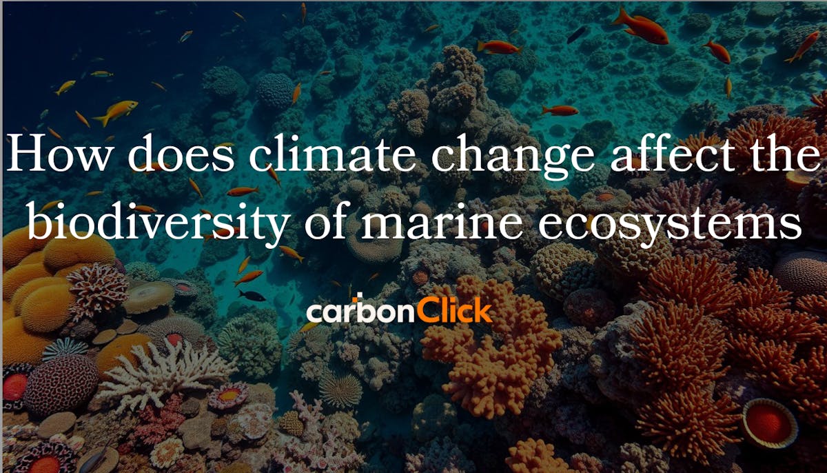 How does climate change affect the biodiversity of marine ecosystems