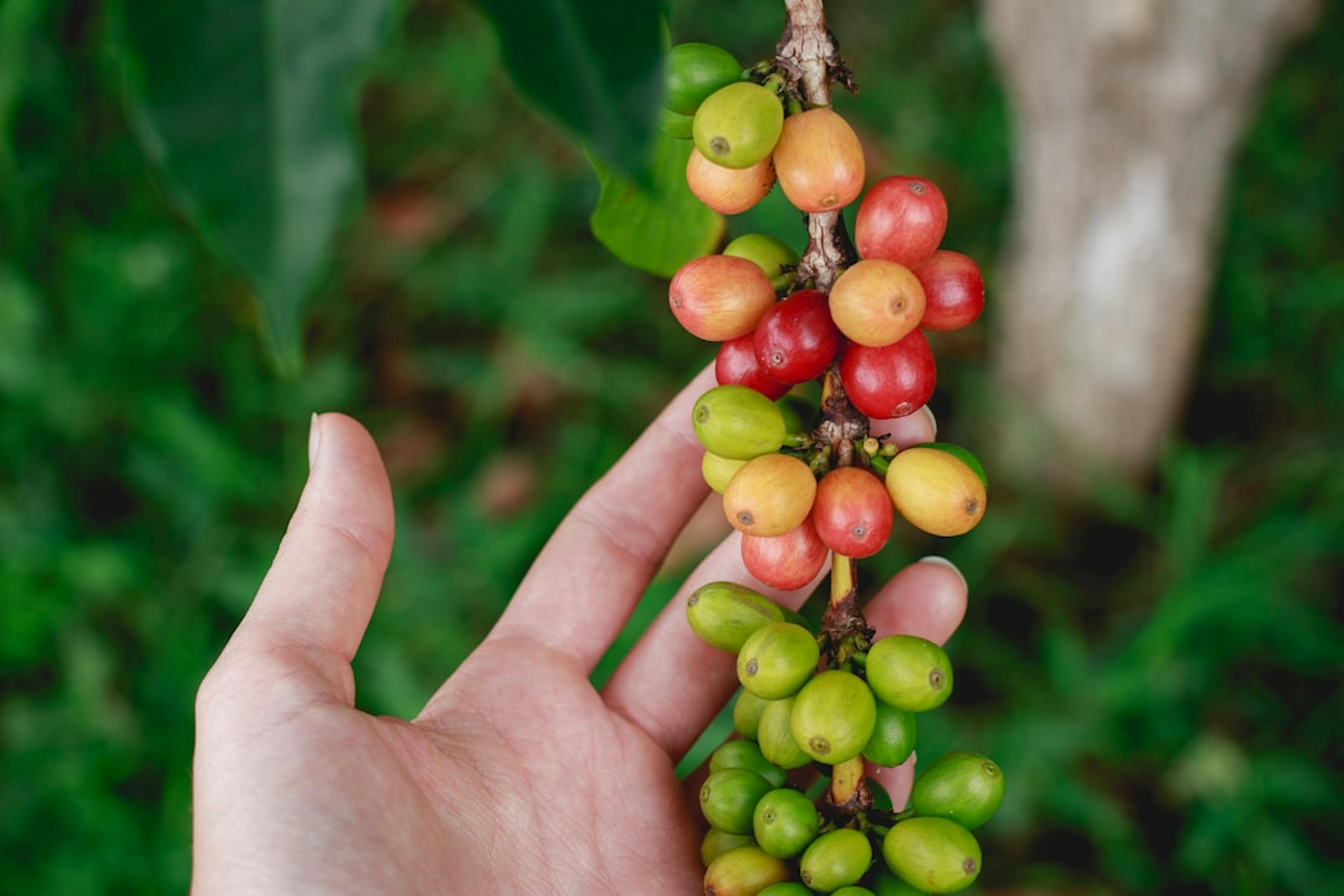 A lush coffee farm thriving under organic farming practices, with healthy soil and resilient coffee plants, symbolising the shift to sustainable, chemical-free cultivation.