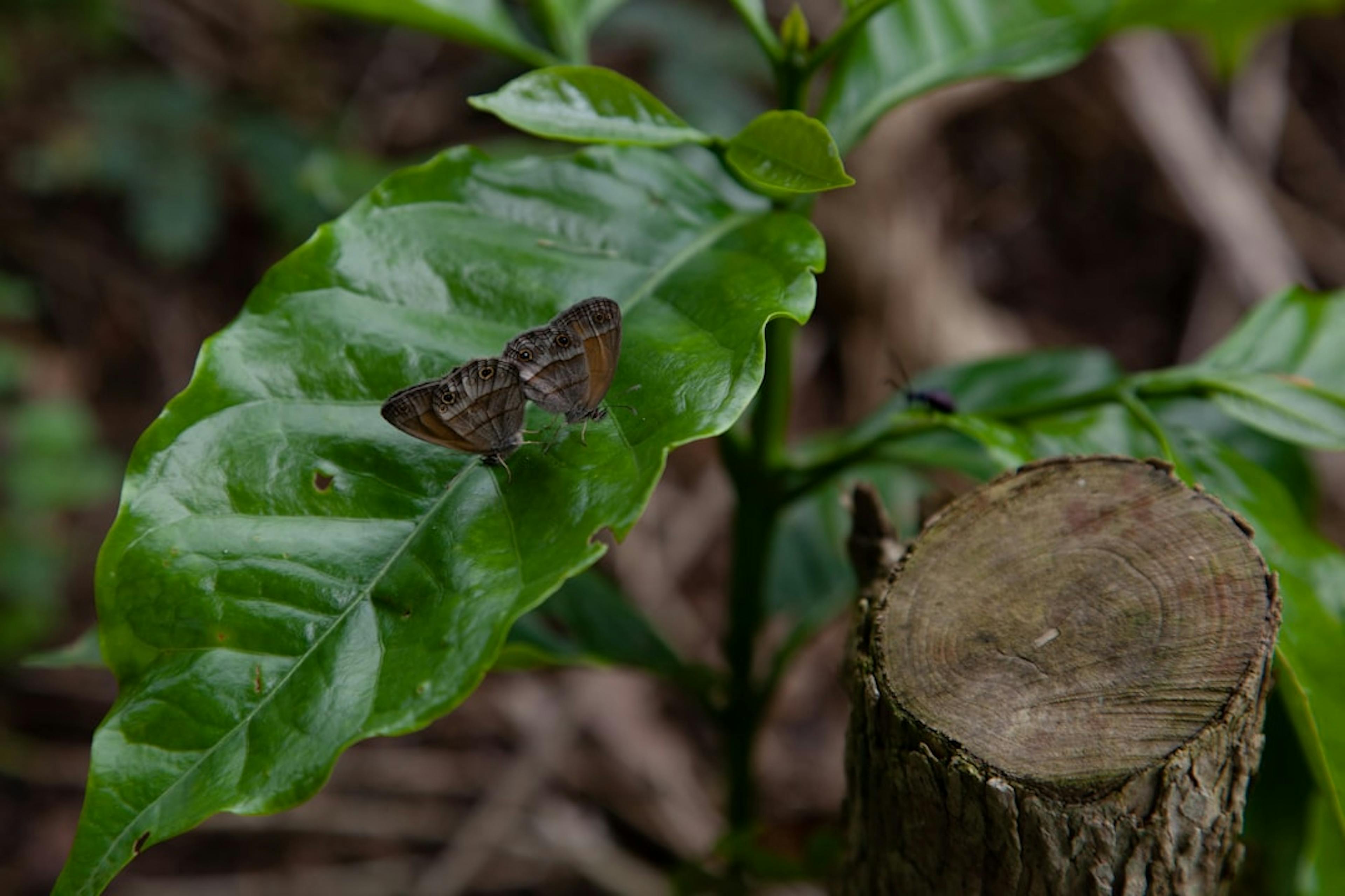 A coffee plantation with tall shade trees and diverse vegetation, illustrating how agroforestry enhances soil fertility, biodiversity, and coffee quality.