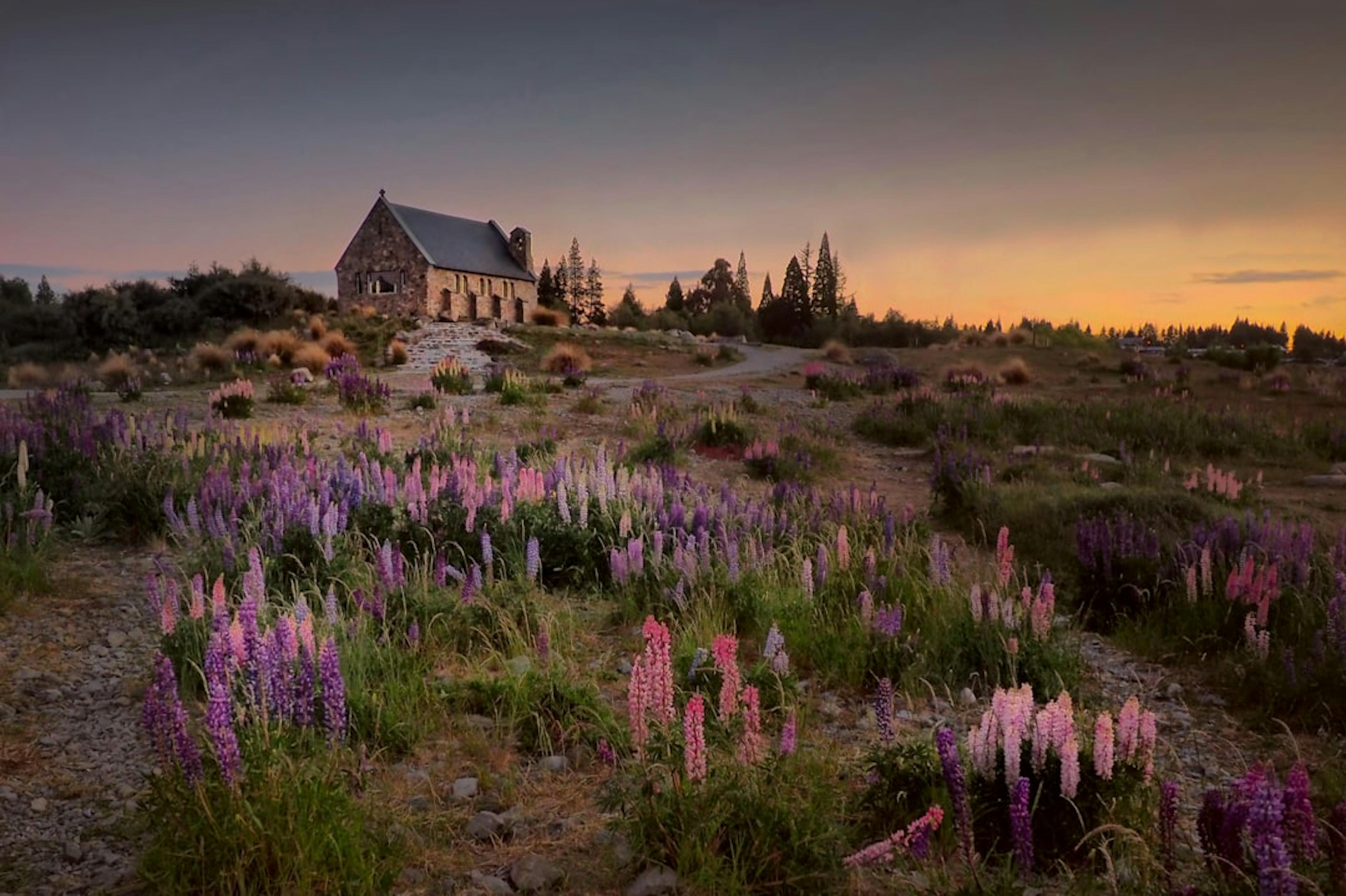 A field of blooming lupin plants with deep tap roots, thriving in dry conditions, highlighting their role in water conservation and biodiversity enhancement.