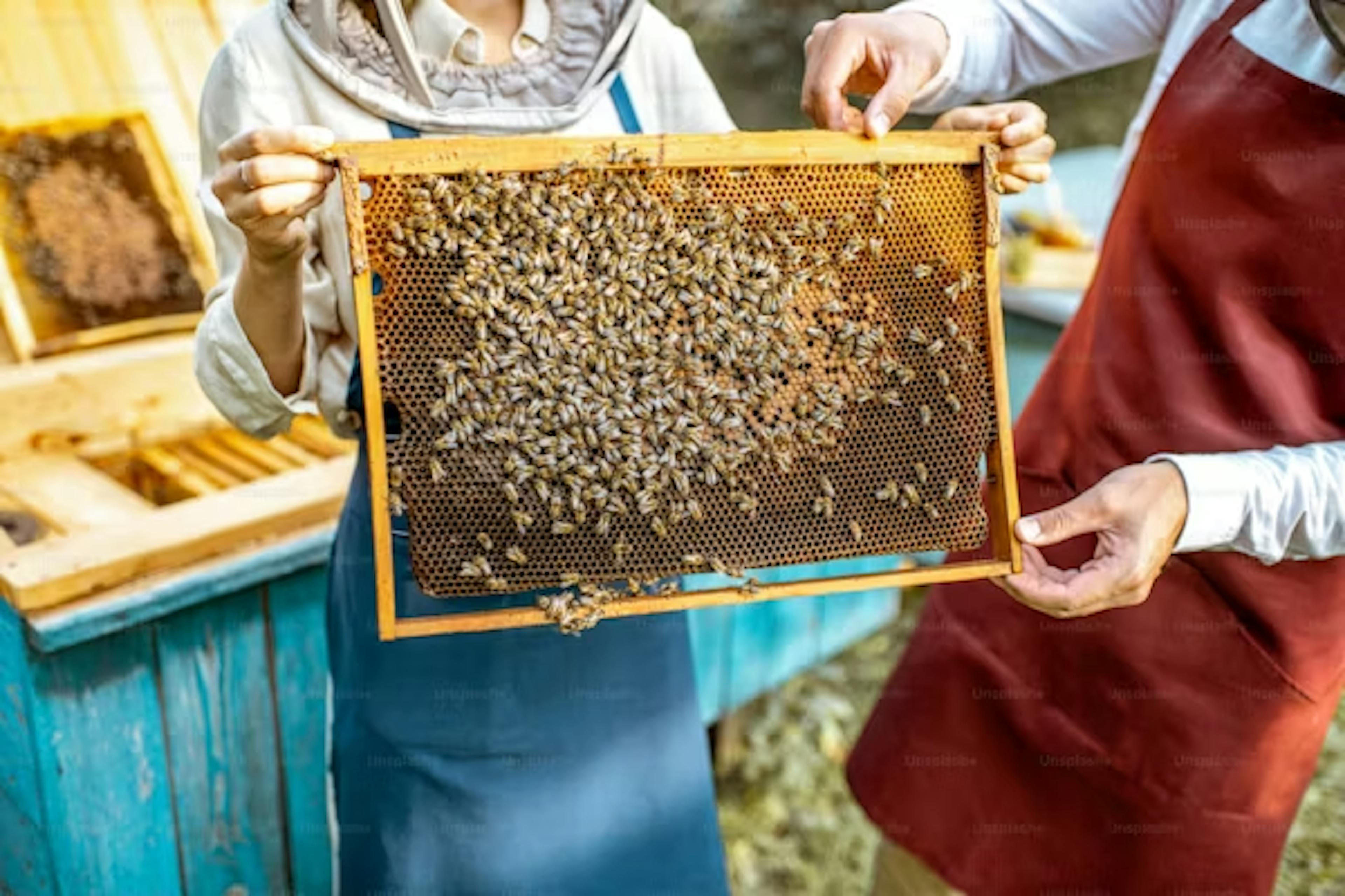 A beekeeper assembles and sets up a Langstroth beehive with components like hive body, frames, and stands, and prepares it for bees in an apiary.