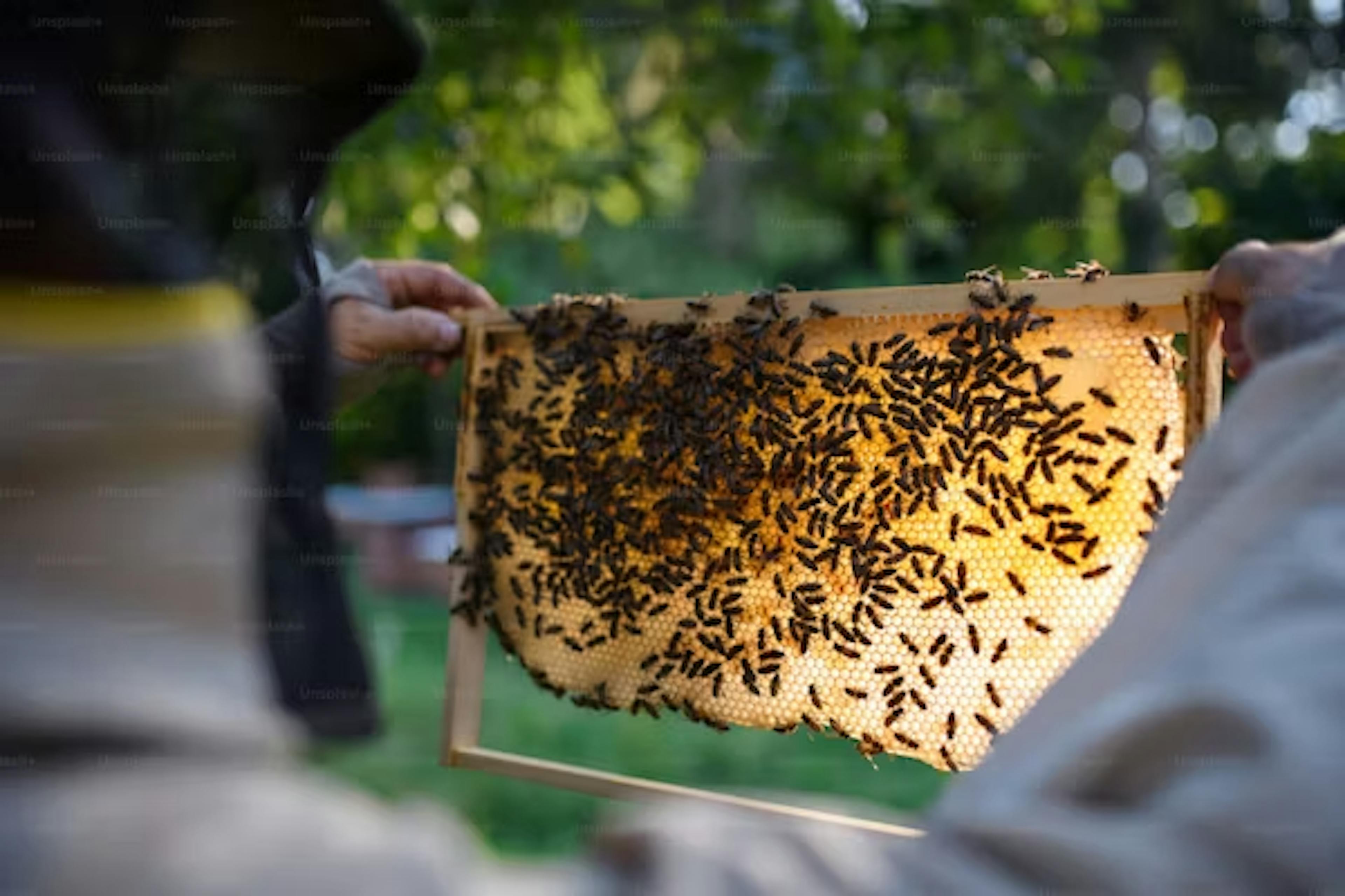 A beekeeper installs packaged bees into a hive, using tools like a smoker and misting bottle, and ensures the queen's safe placement between frames.