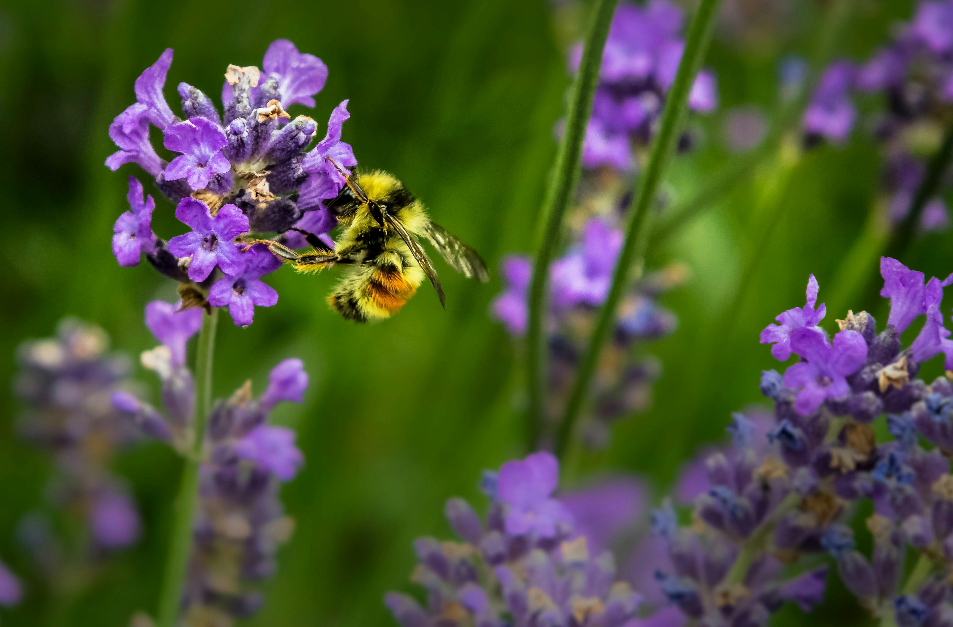 Going chemical-free for bees