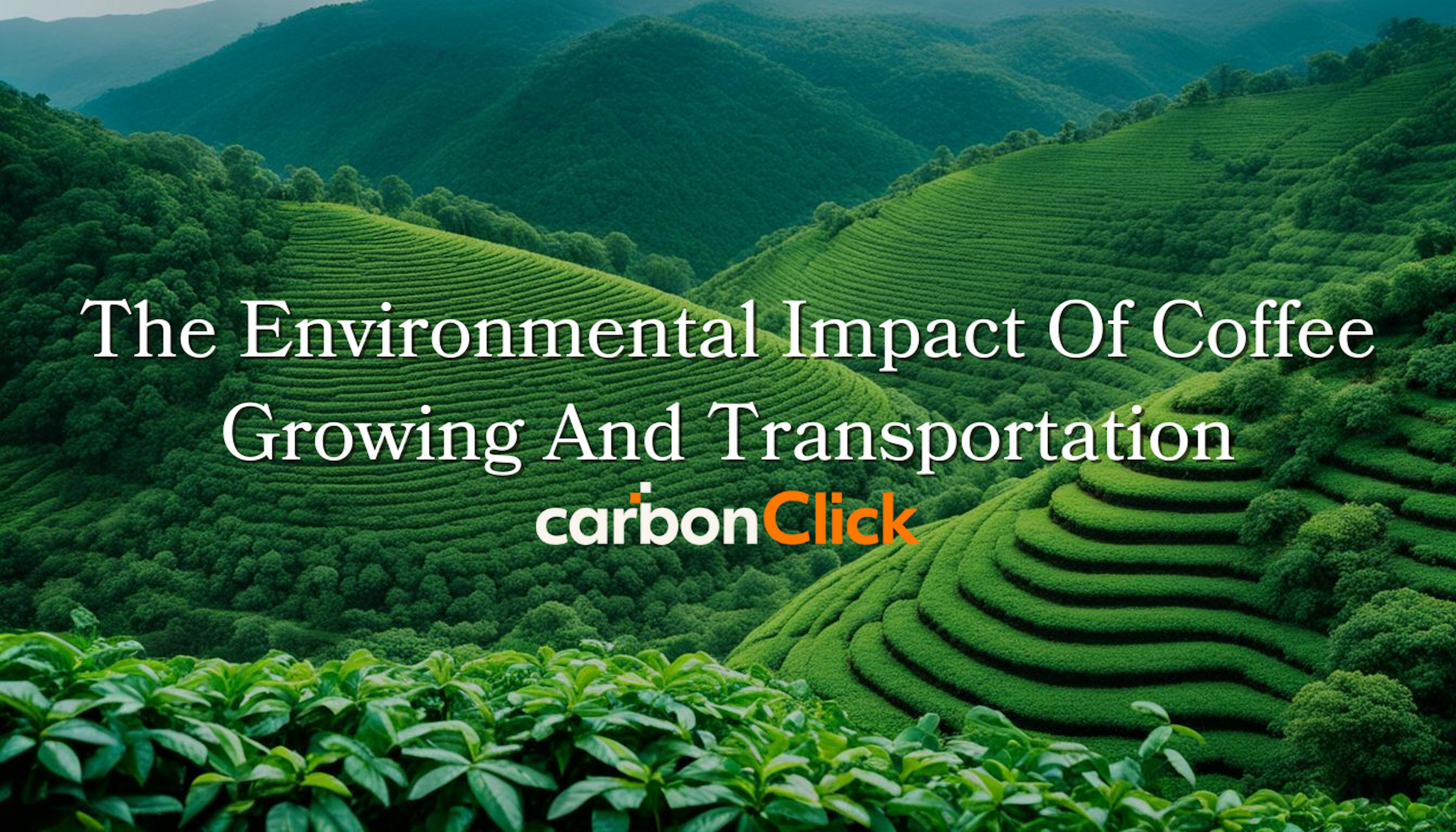 The Environmental Impact Of Coffee Growing And Transportation