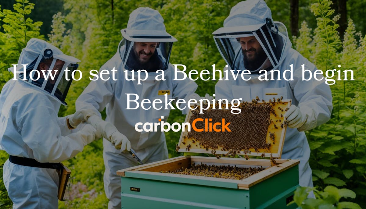 How to set up a Beehive and begin Beekeeping