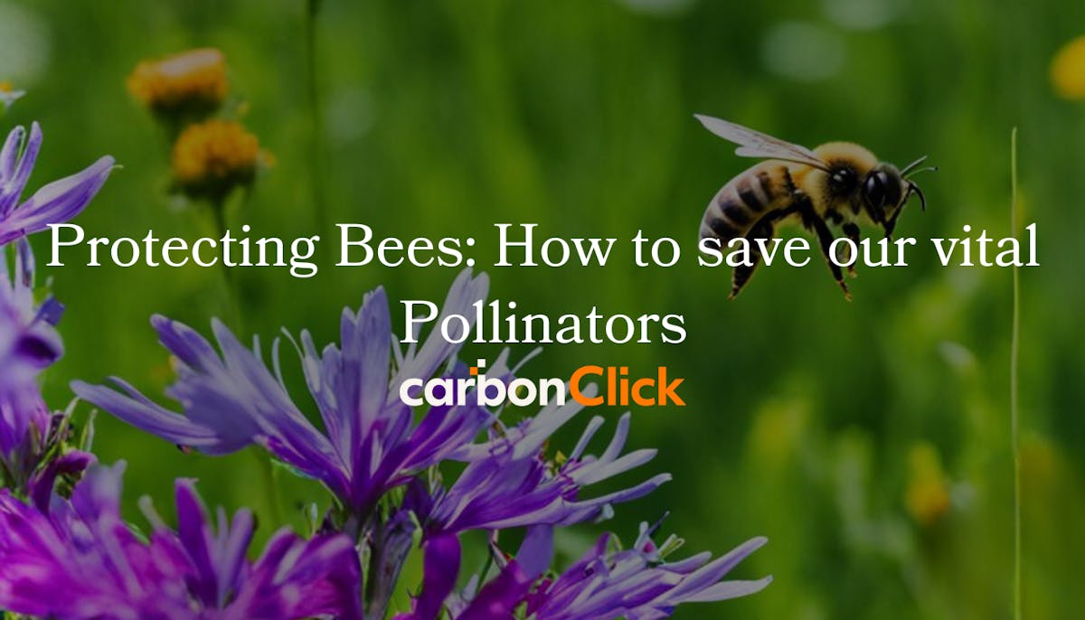 Protecting Bees: How to save our vital Pollinators