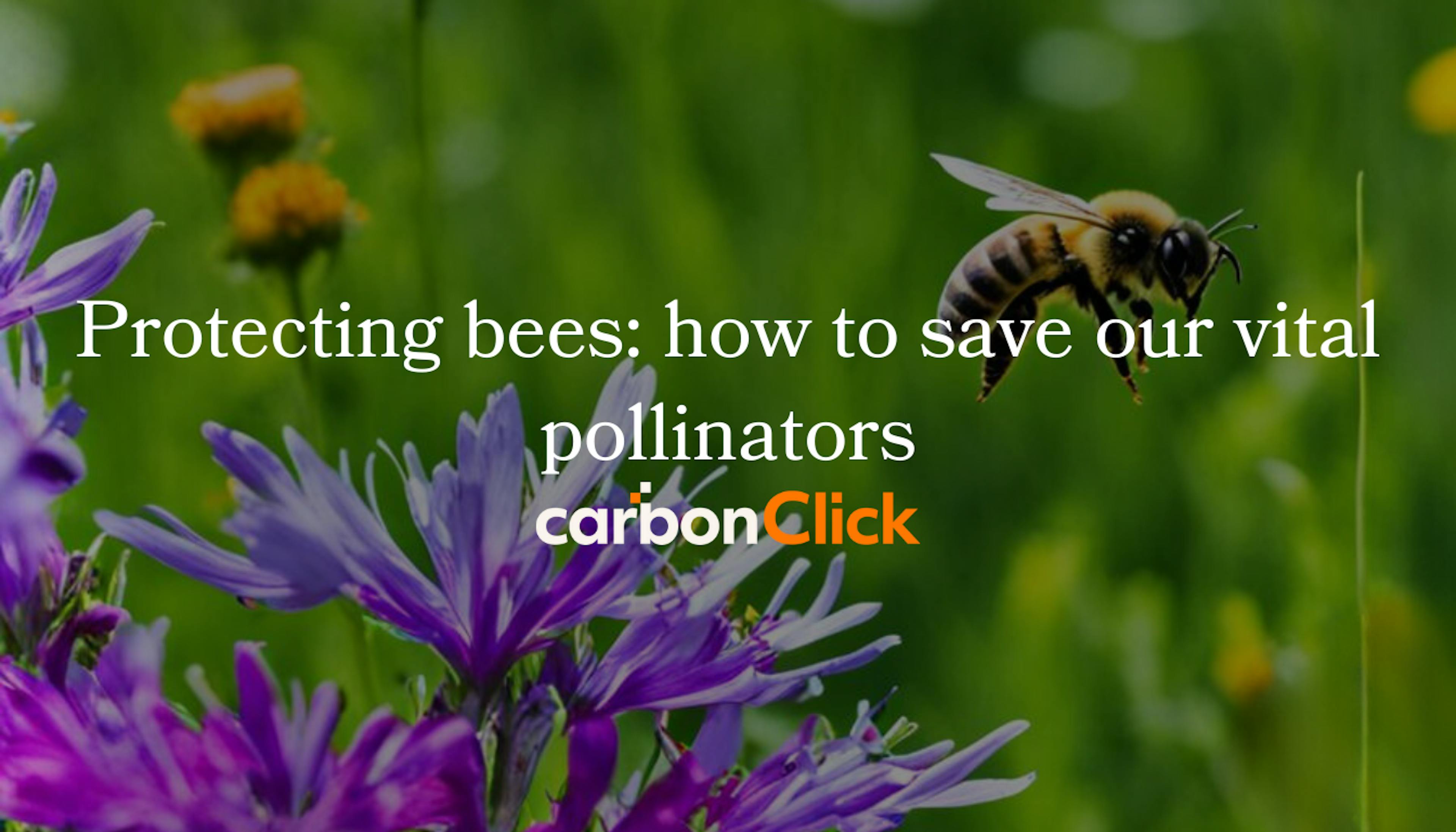 Protecting bees: how to save our vital pollinators