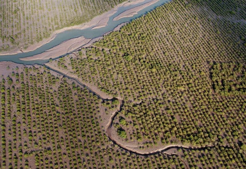 Mangrove restoration project, Pakistan