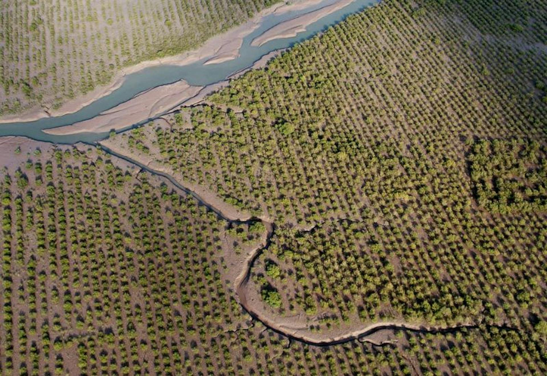 Mangrove restoration project, Pakistan