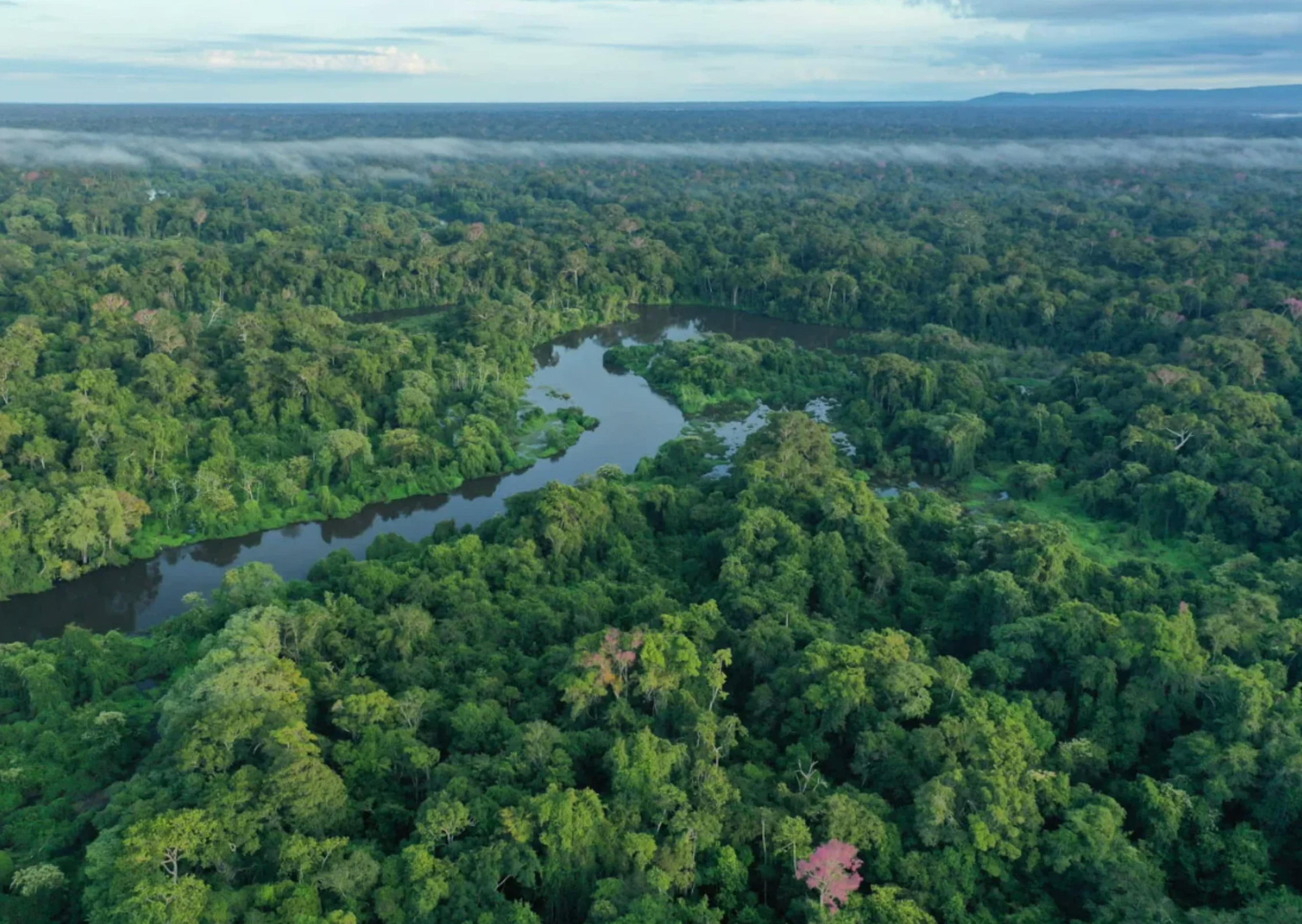 Katingan peatland restoration project