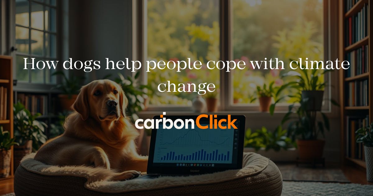 Dog sitting on a couch with a laptop beside