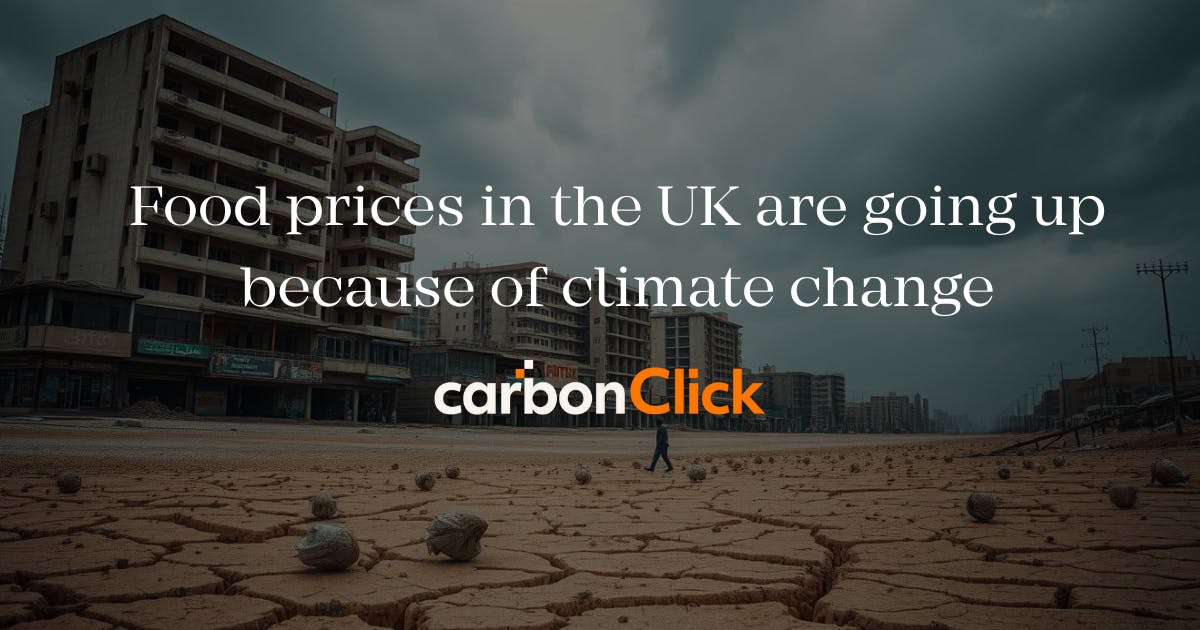 A City under the influence of harch climate with hard cracked soil, littred with fruit by the road side.