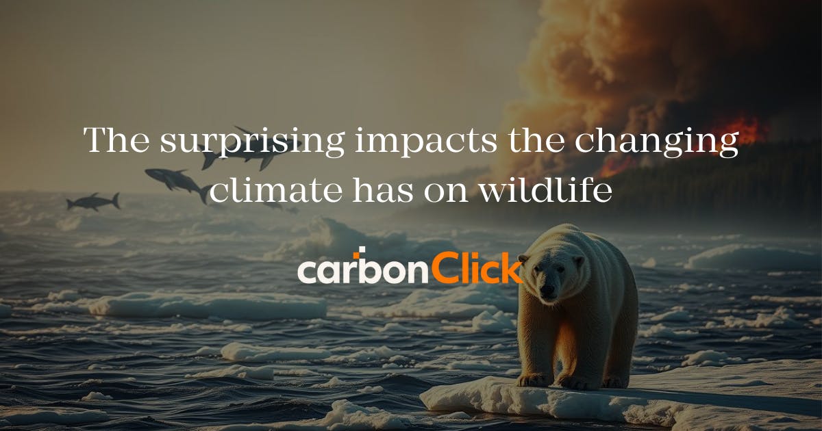 A polar bear standing on an iceberg floating on a water body containing sprinting fish