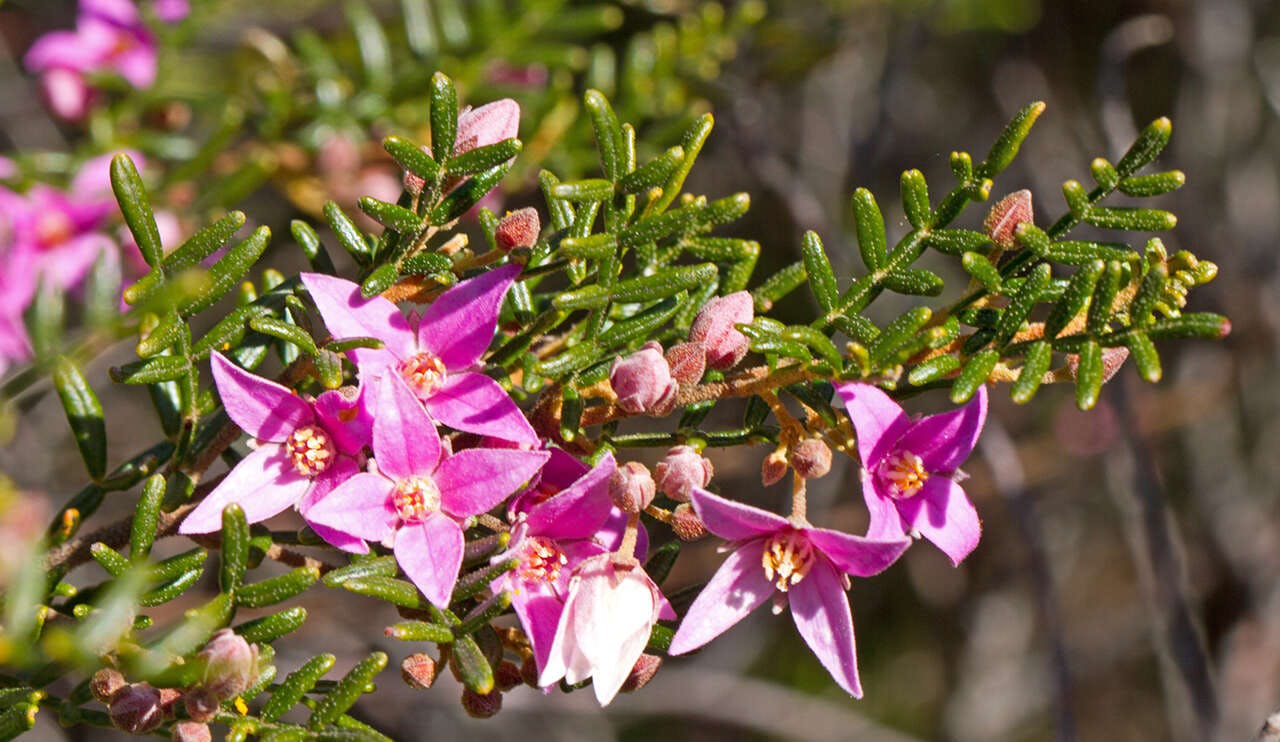 Boronia Inflexa Subsp