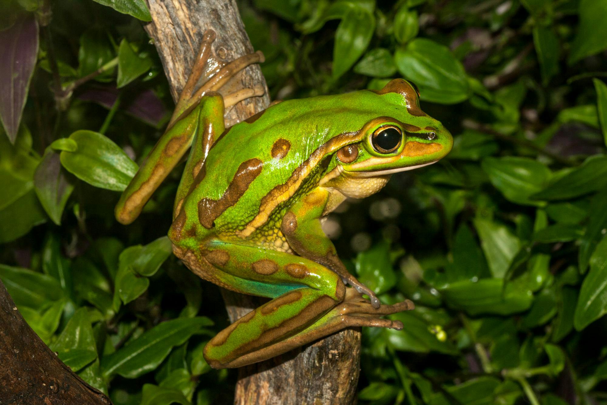 Yellow-spotted Tree Frog