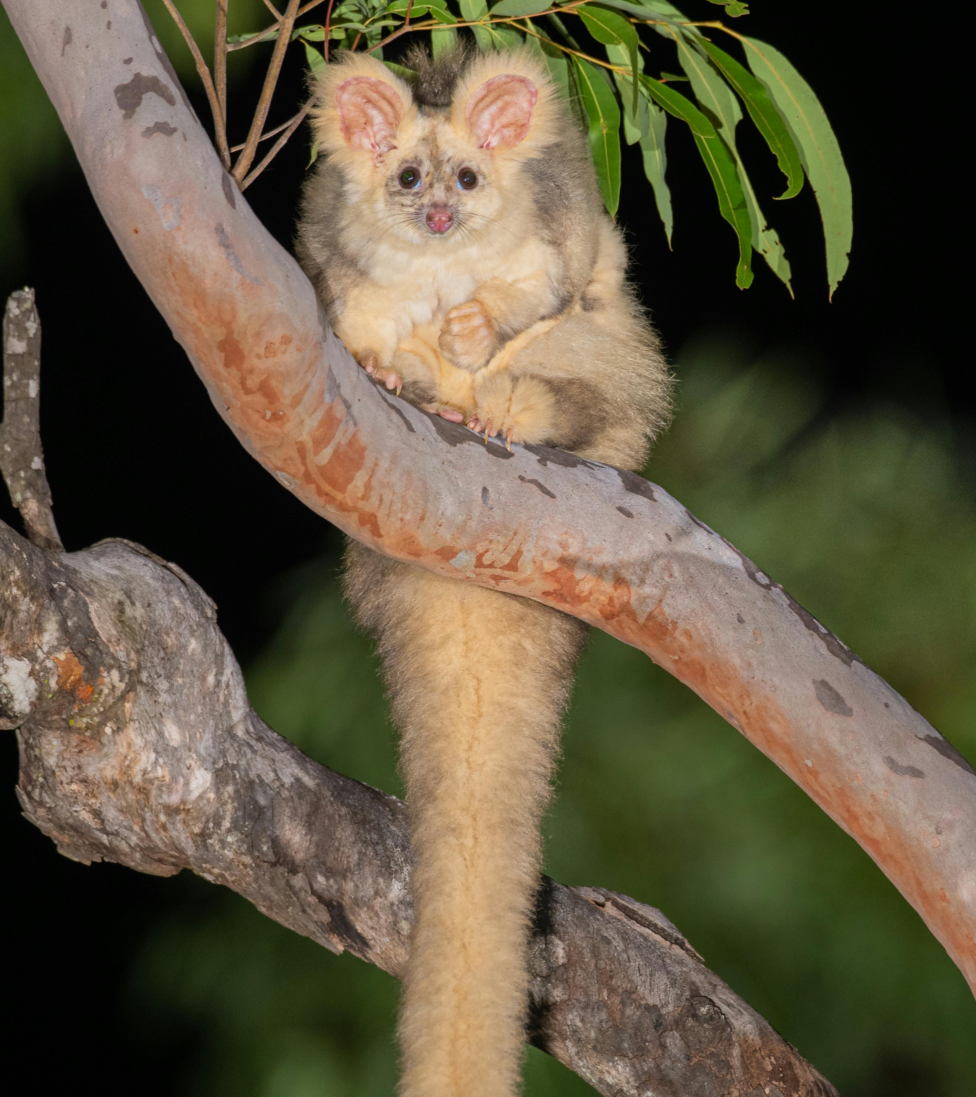 Greater Glider (Petauroides Volans)