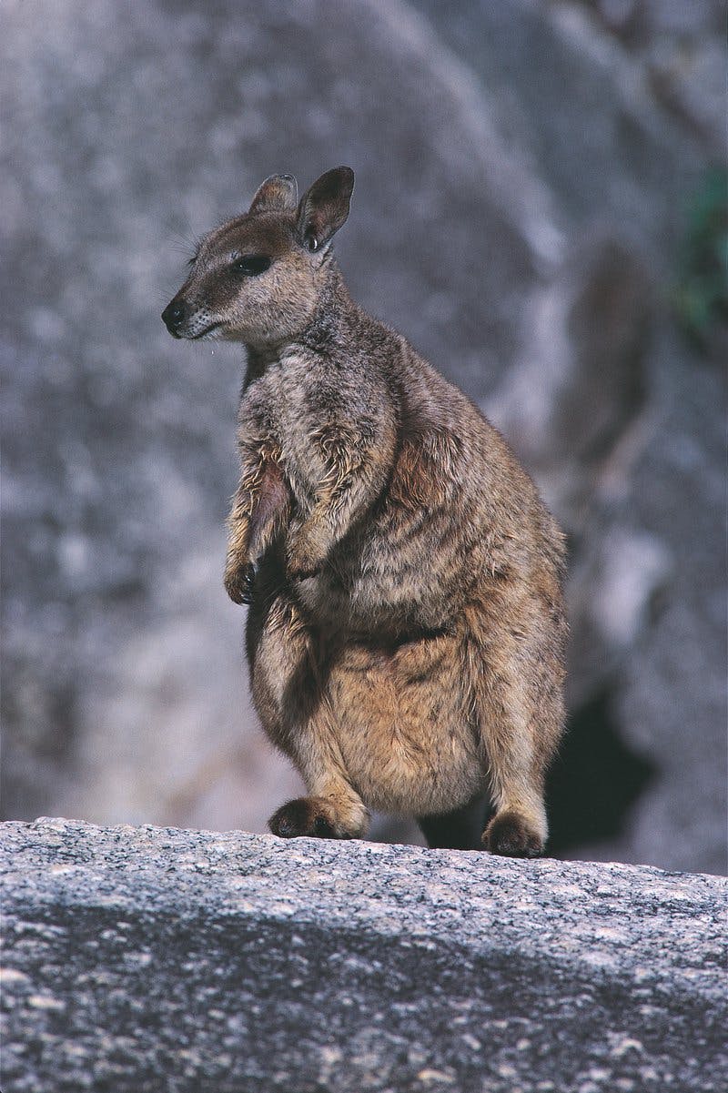 Brush-tailed Rock Wallaby 