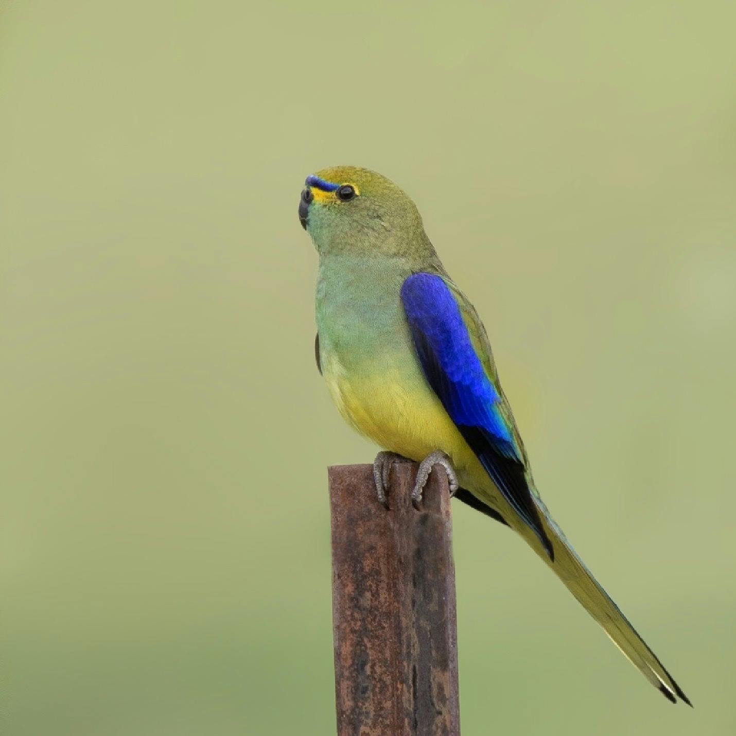 Blue-winged Parrot