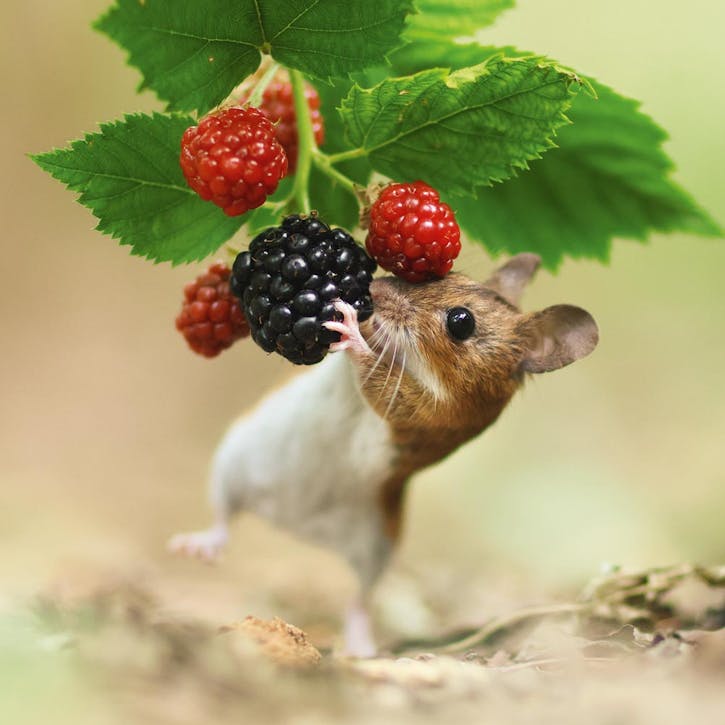 Cardgains Abacus Cards Photographic Greeting Cards