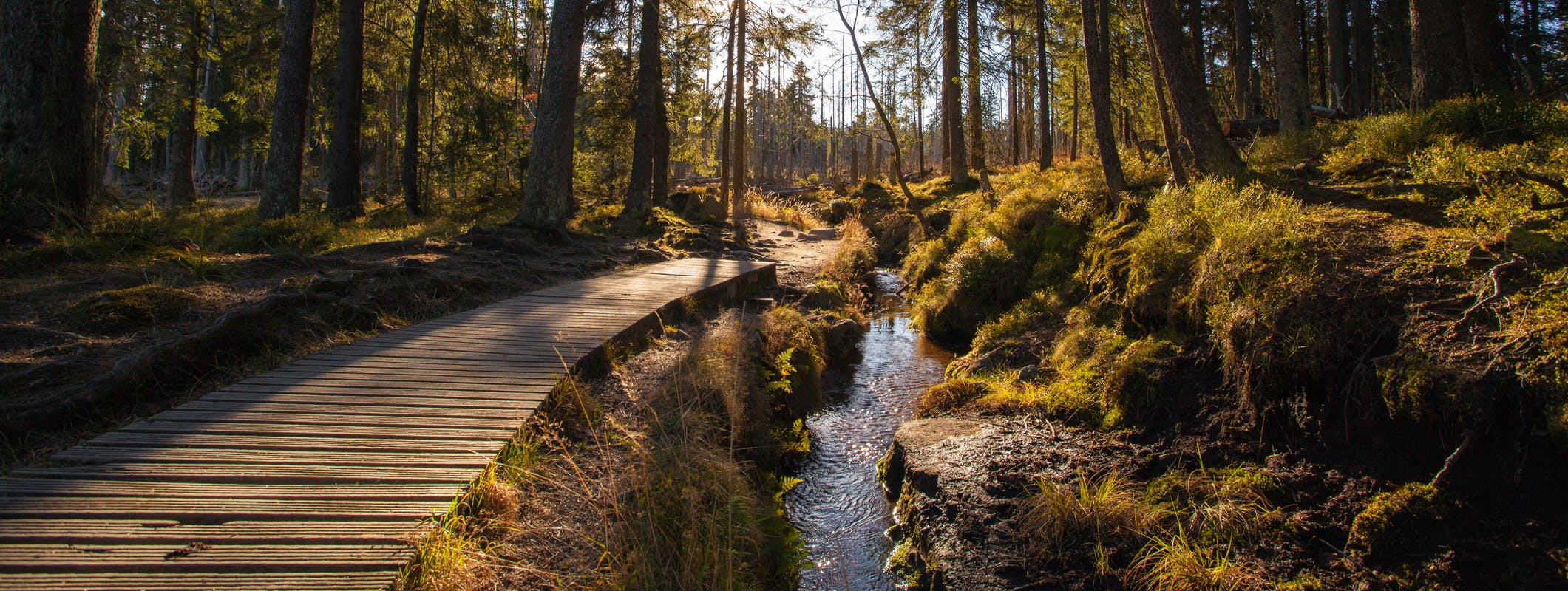Houten wandelpad langs beekje door dennenbos met zonlicht