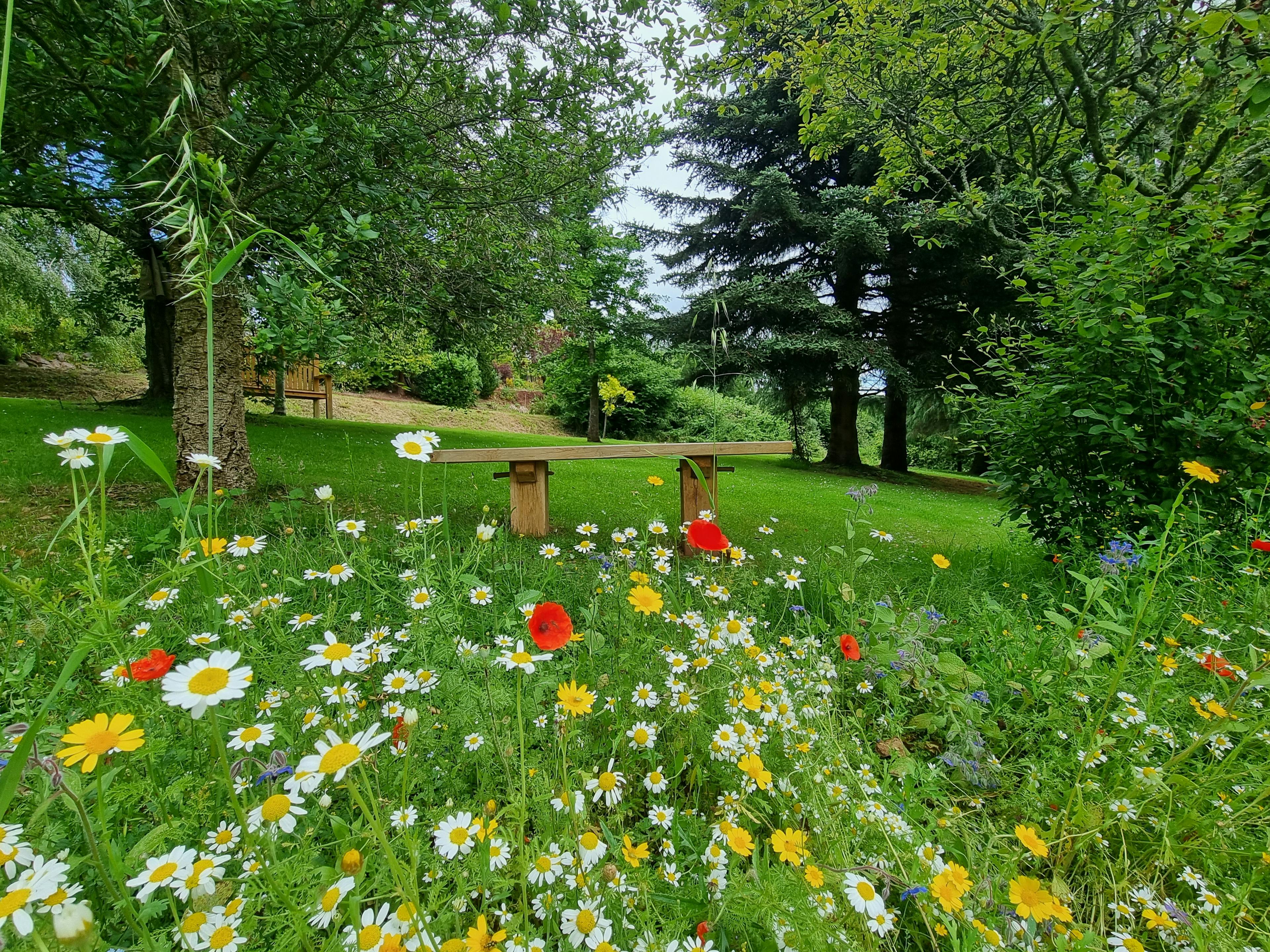 an oak bench in a meadow