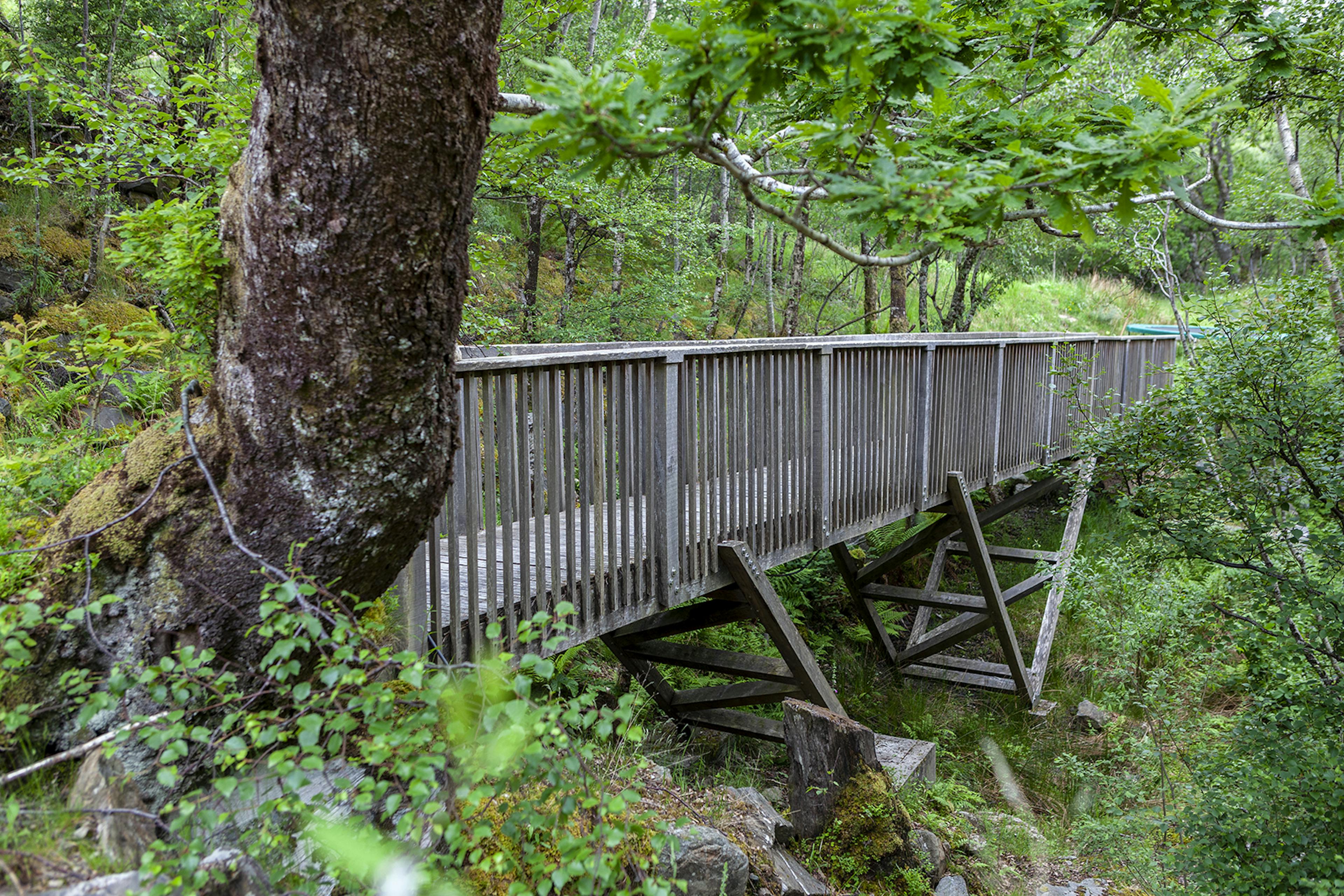 A timber bridge across a gully in a forest