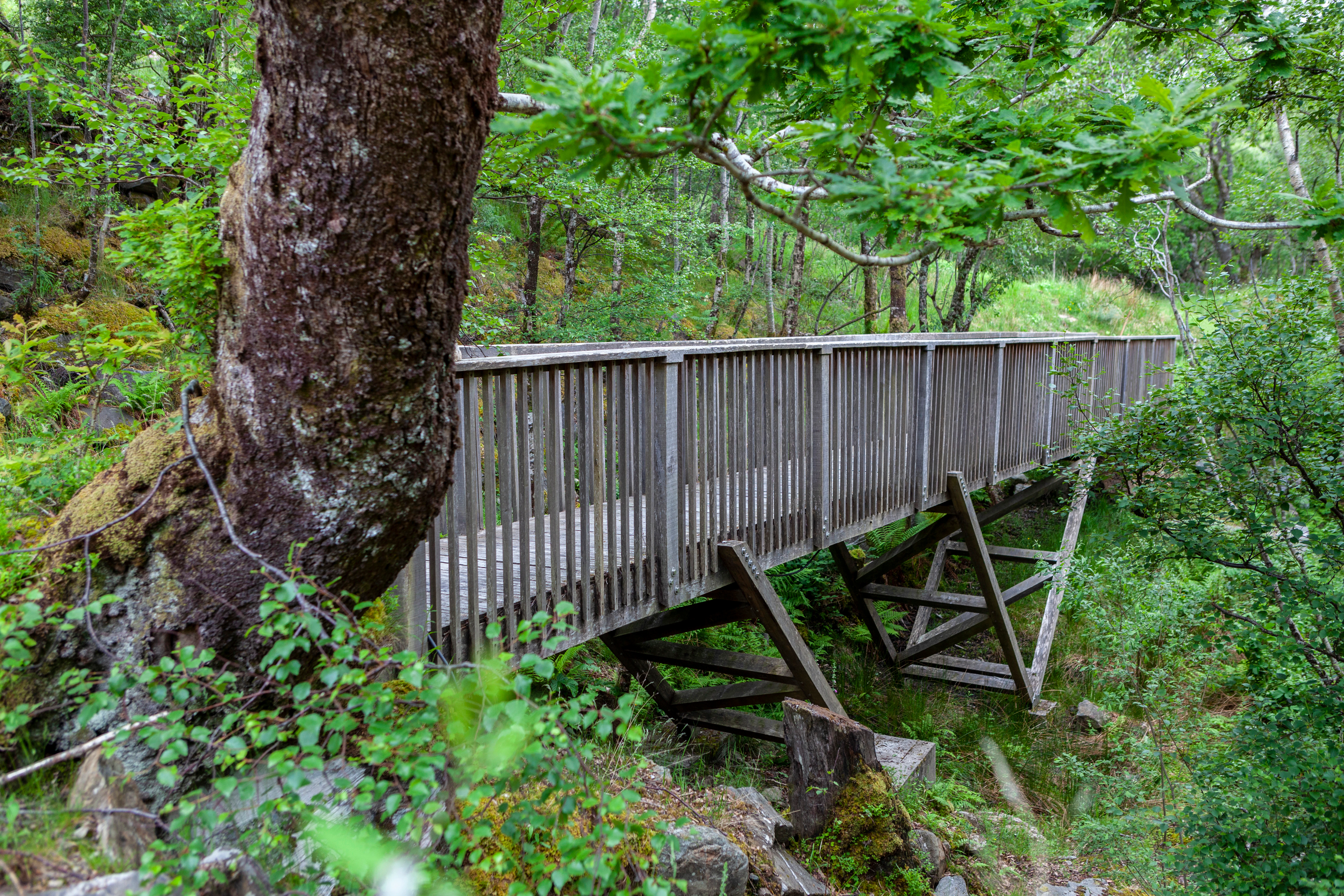 Timber-framed connecting bridge in the woodland along the coast of Loch Ailort