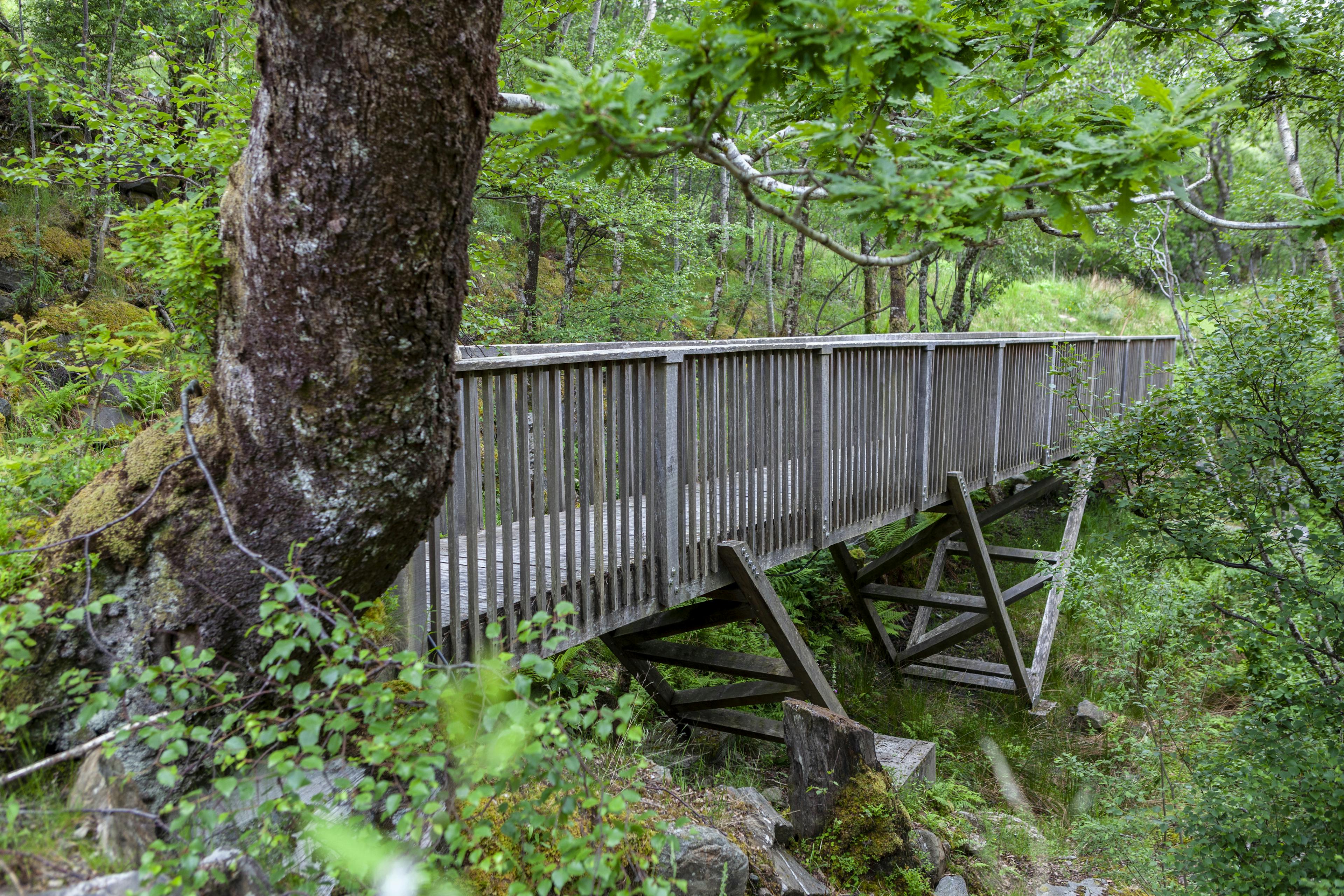 Timber-framed connecting bridge in the woodland along the coast of Loch Ailort