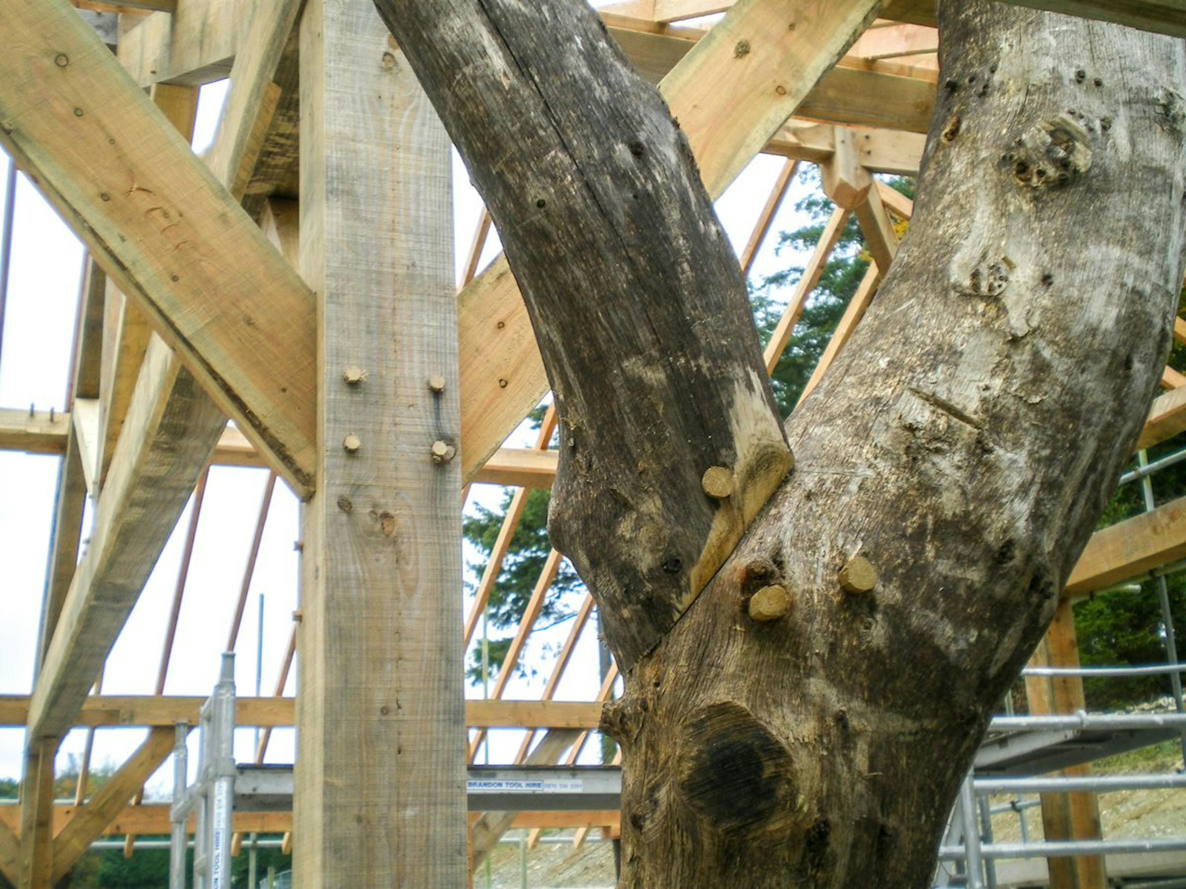 During construction of an oak framed building at the Duchy of Cornwall garden nursery