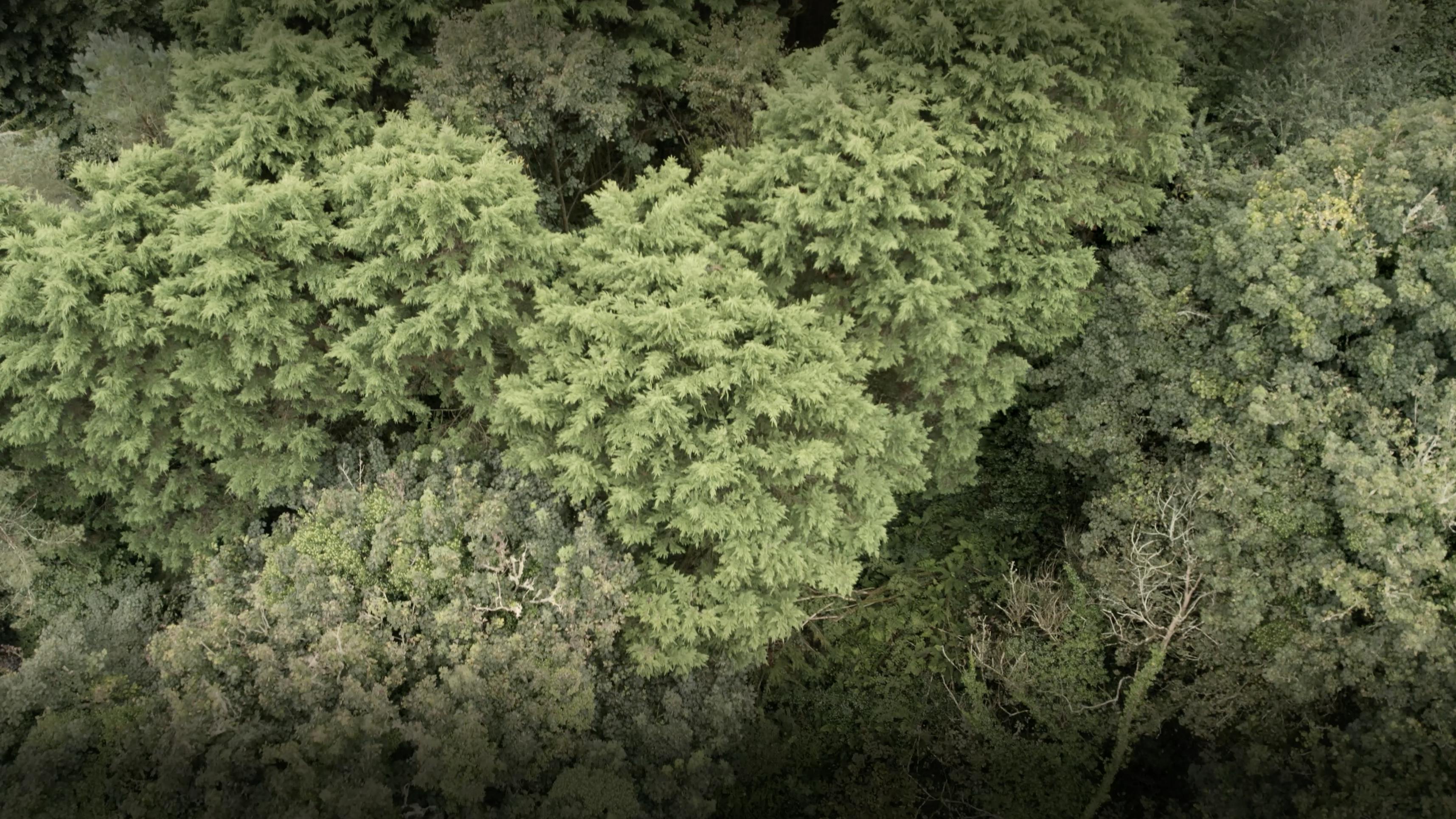Woodland_Aerial_Footage