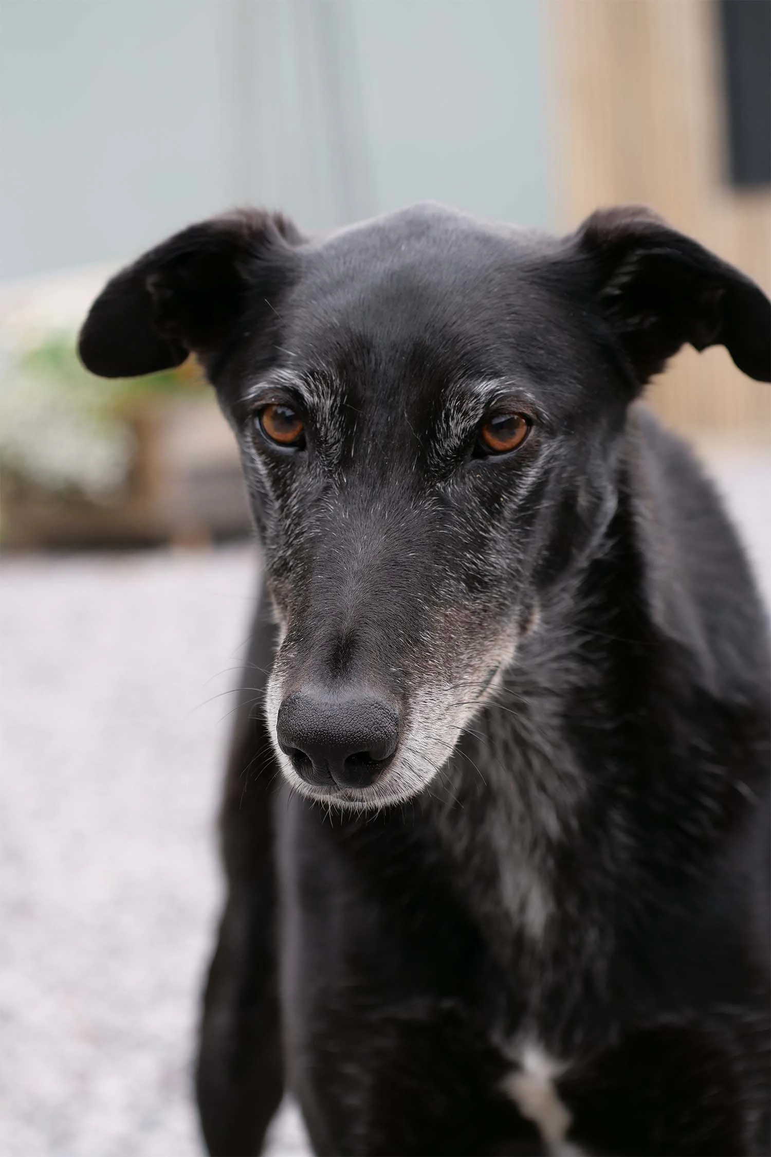 Bumble_Dog_profile