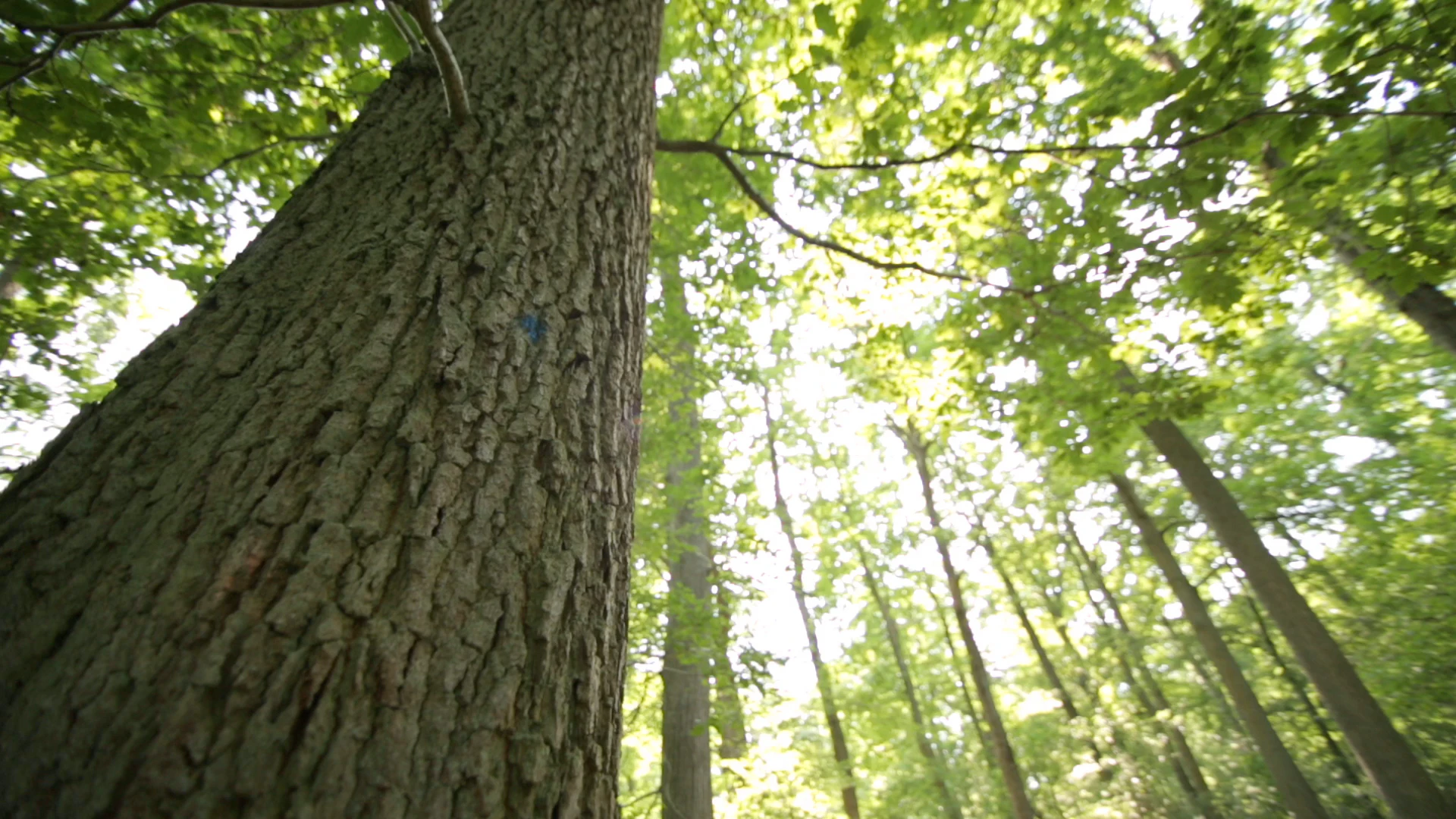 An oak tree in a forest, looking up towards the leaves with the sun shining through