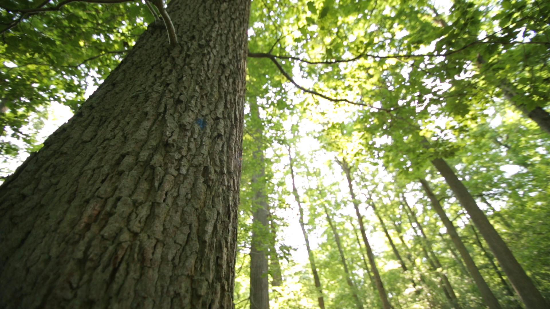 An oak tree in a forest, looking up towards the leaves with the sun shining through