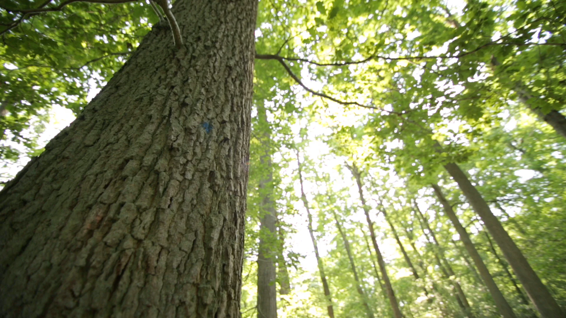 An oak tree in a forest, looking up towards the leaves with the sun shining through