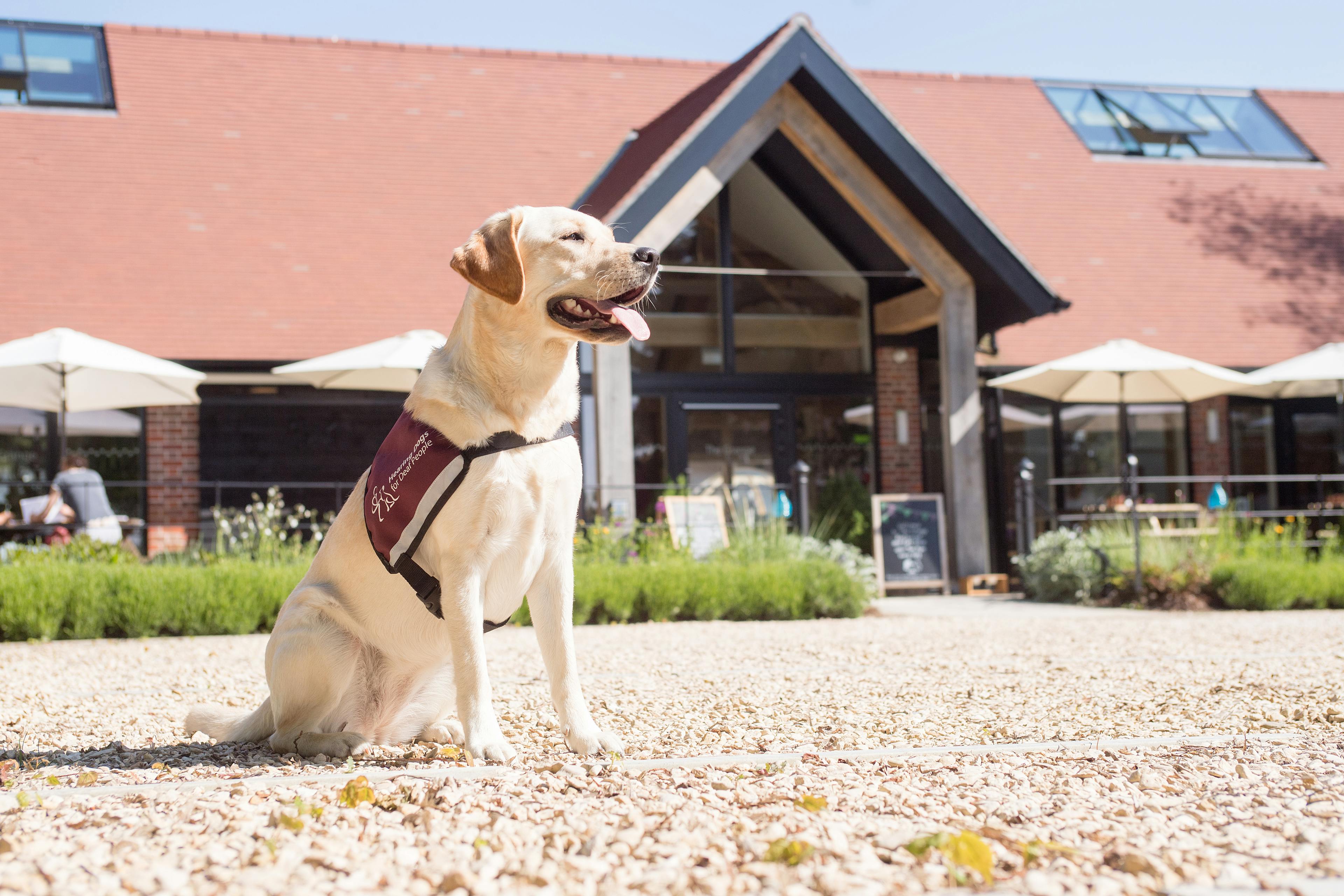 A Labrador dog sits in the sunshine outside the Grange Hearing Dogs oak and steel framed restaurant and gift shop