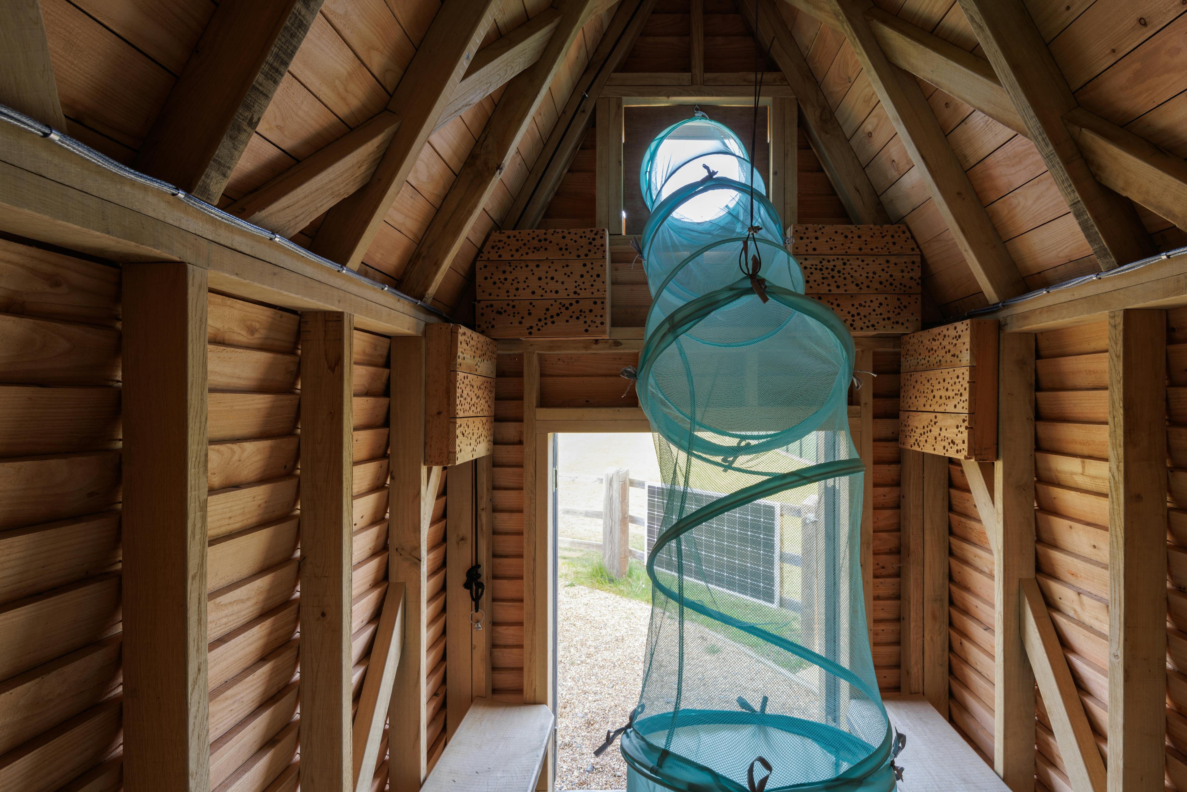 Inside an oak framed cabin with a meshed tunnel to collect insects for observation