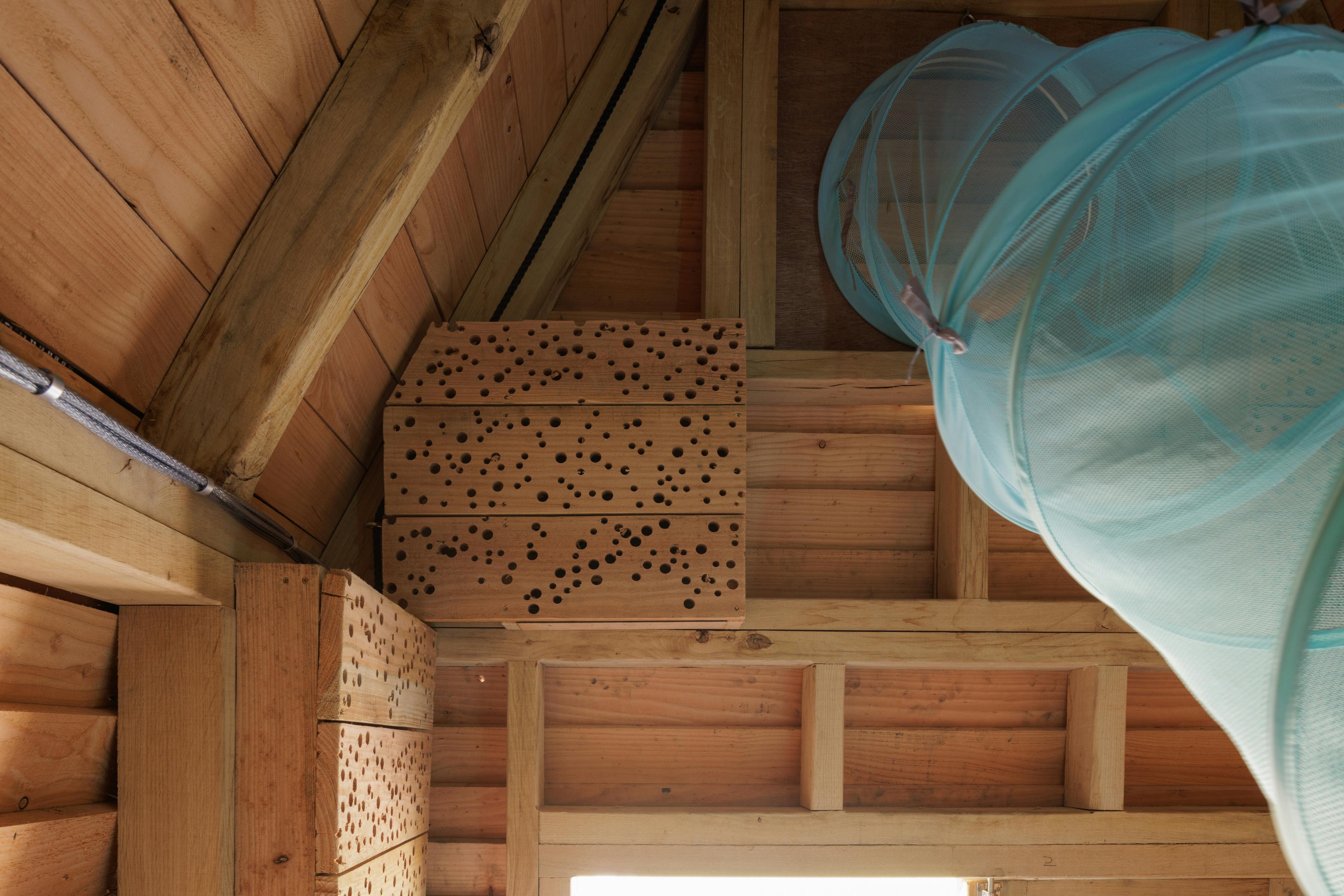 Inside an oak framed cabin with a meshed tunnel to collect insects for observation