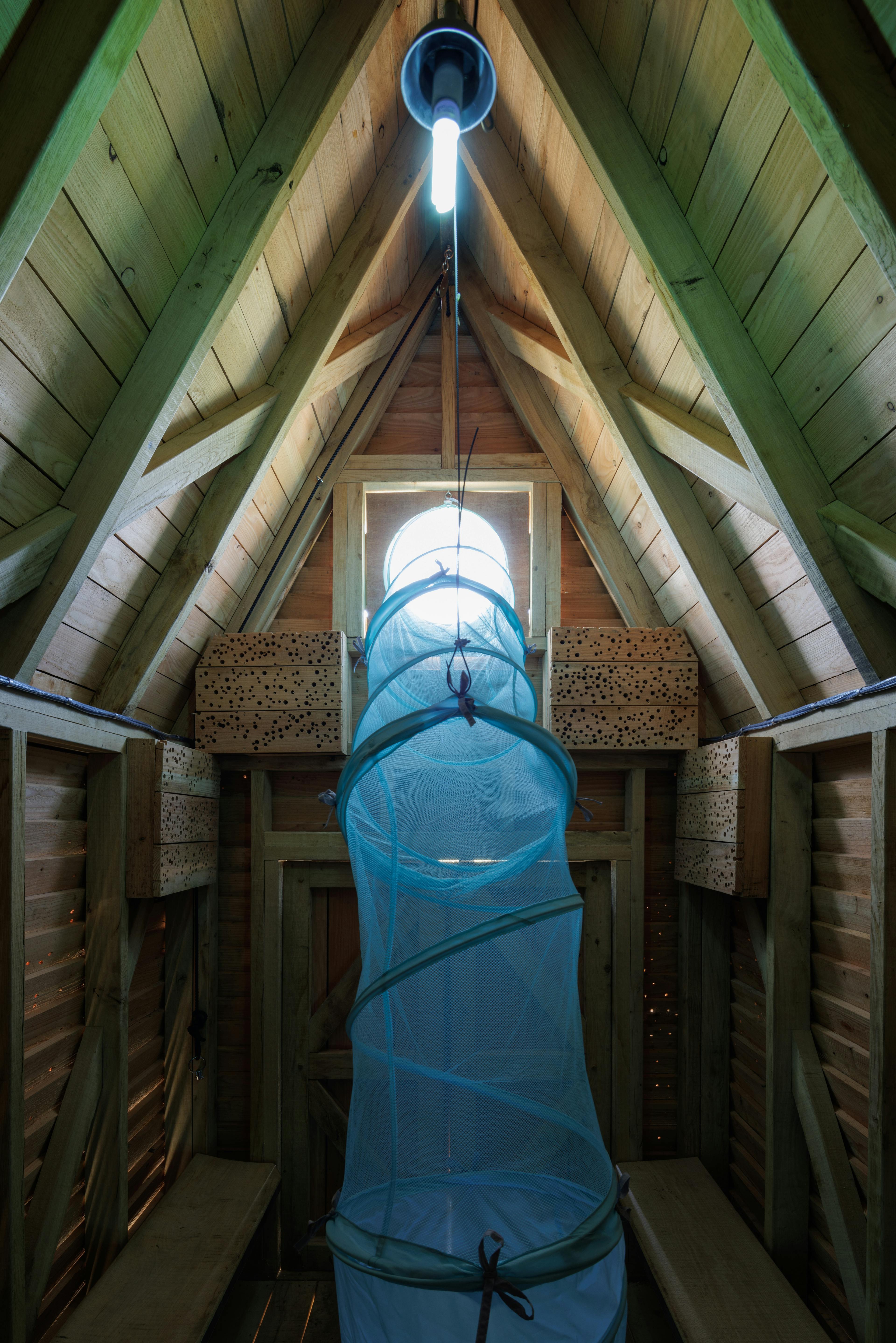 Inside an oak framed cabin with a meshed tunnel to collect insects for observation