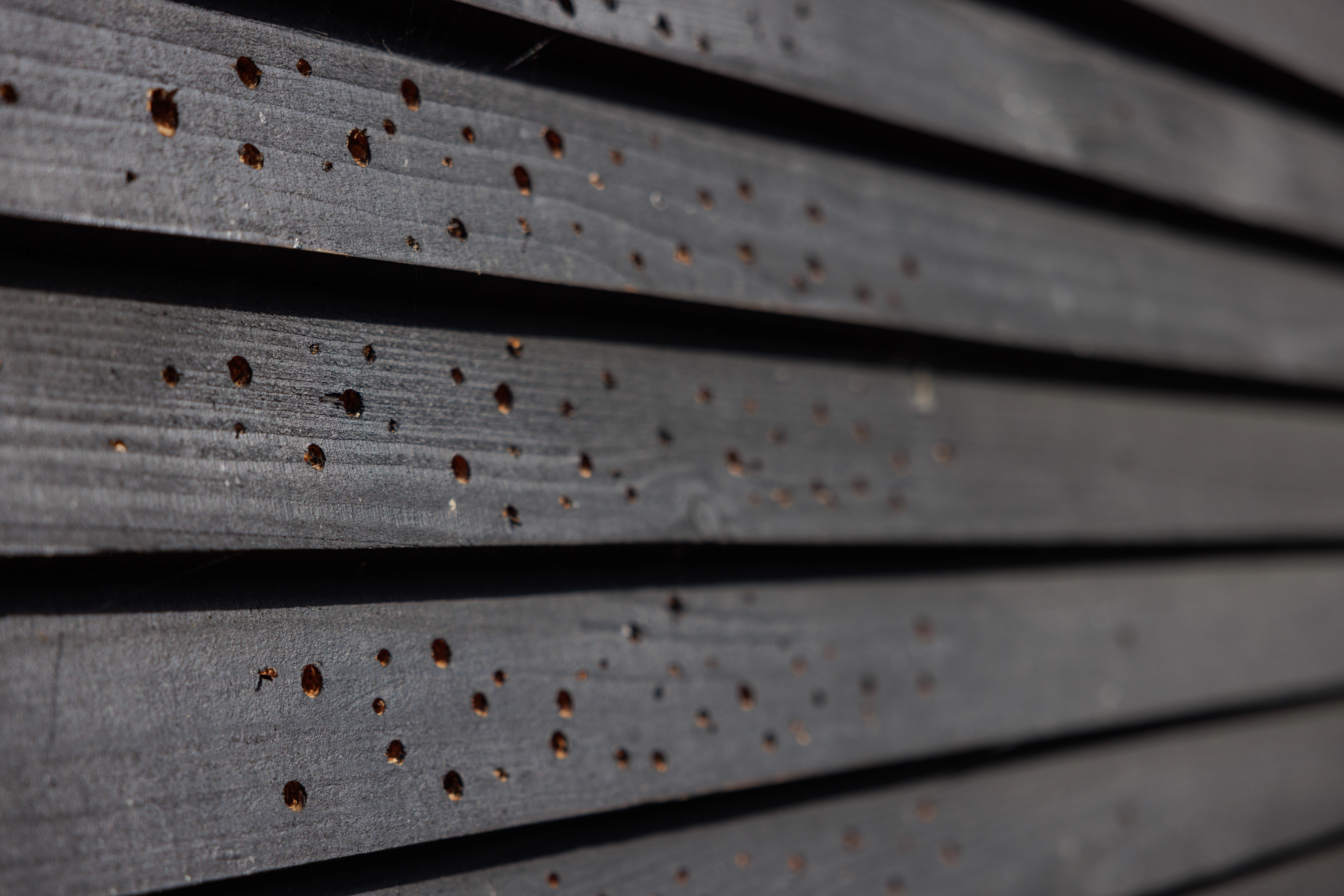 Insect holes in the side of a black clad cabin